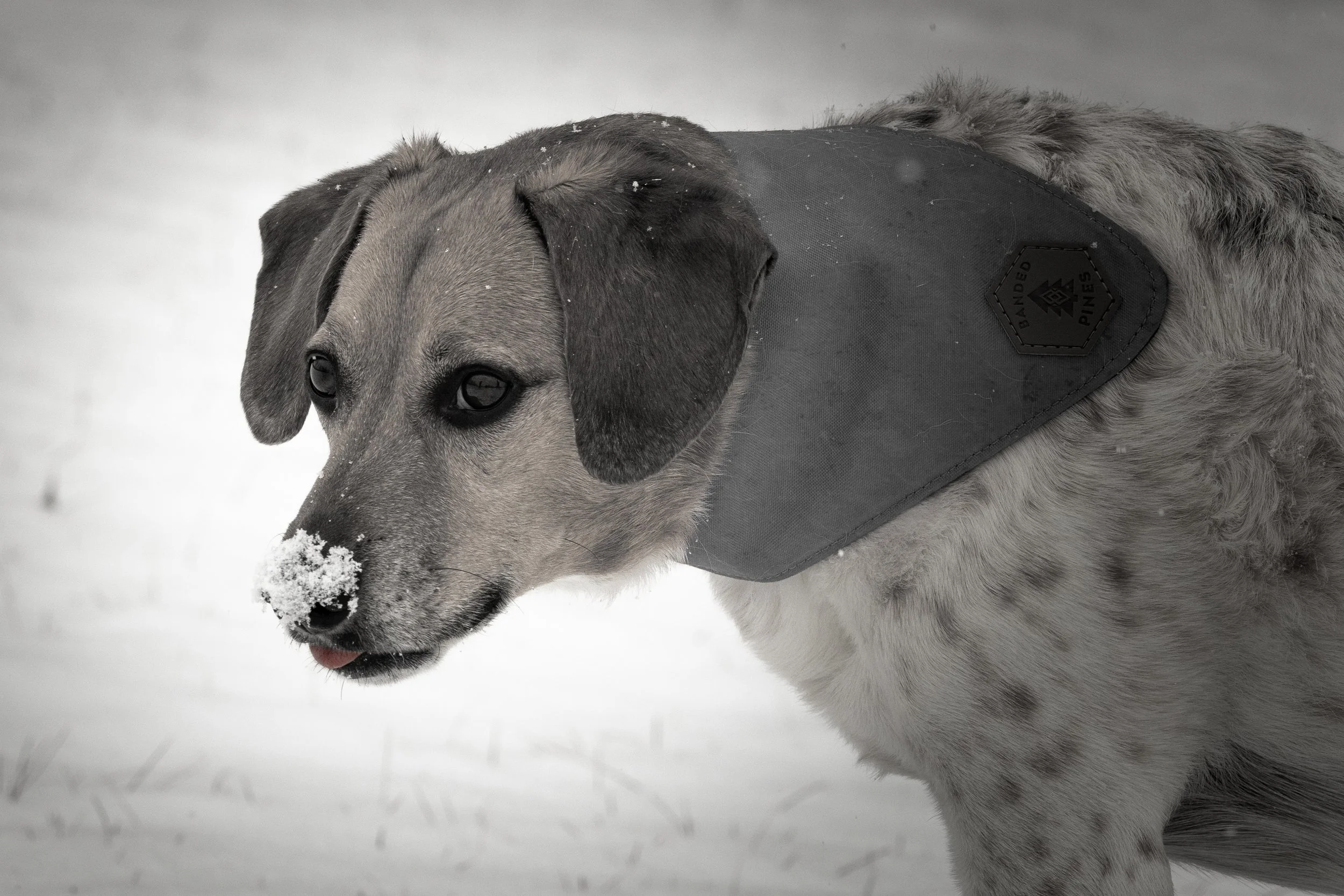 A dog with snow on its nose, wearing a padded jacket outdoors in a snow-covered environment.