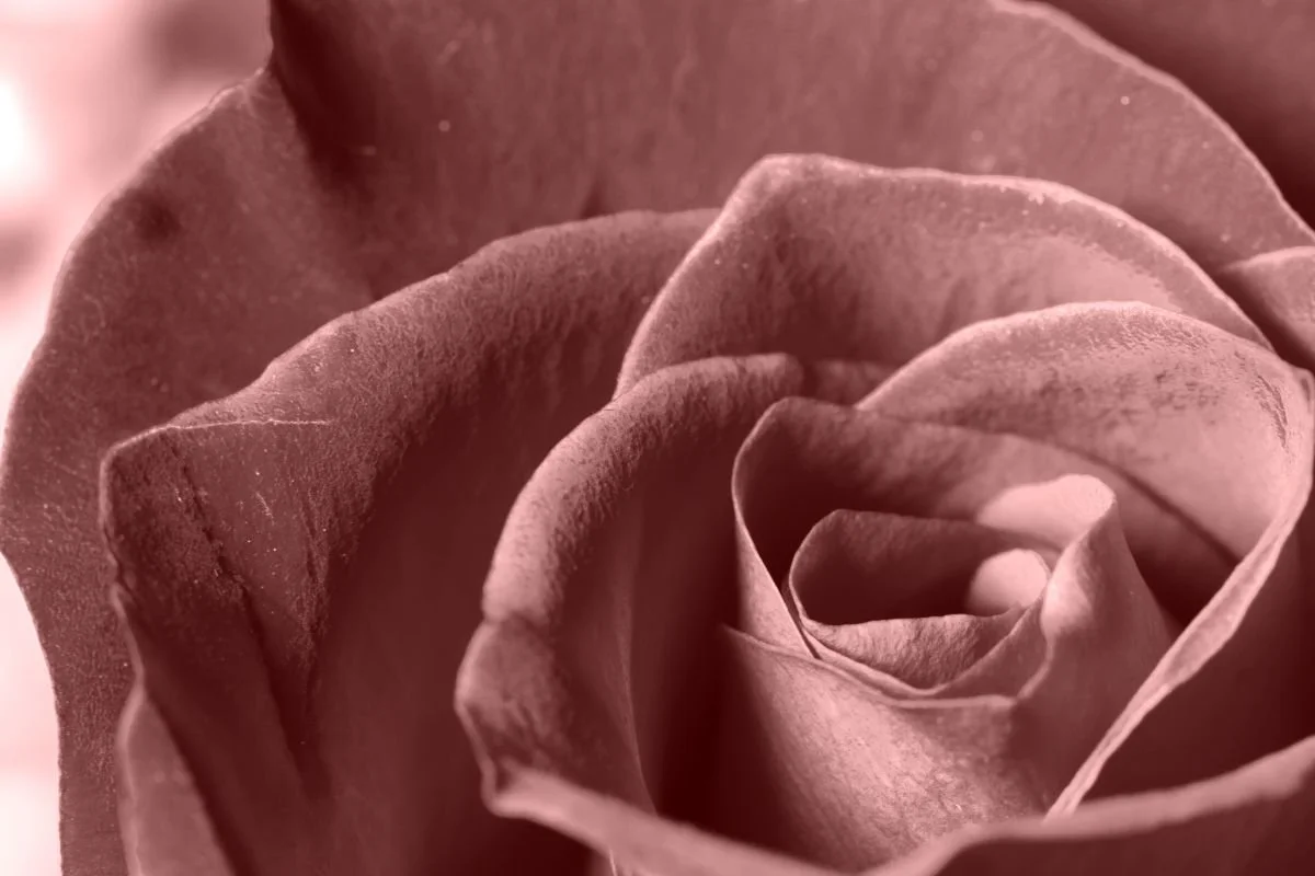 Blush Petal – Soft Rose Macro