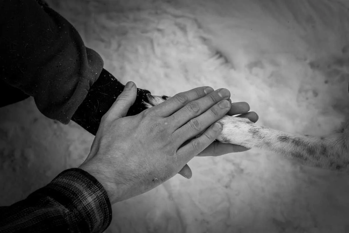 A black-and-white photo of two human hands holding a dog's paw in a snowy environment.