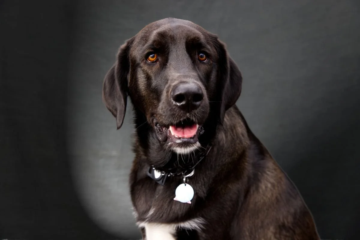 A brown dog with amber eyes looking at the camera against a dark background.