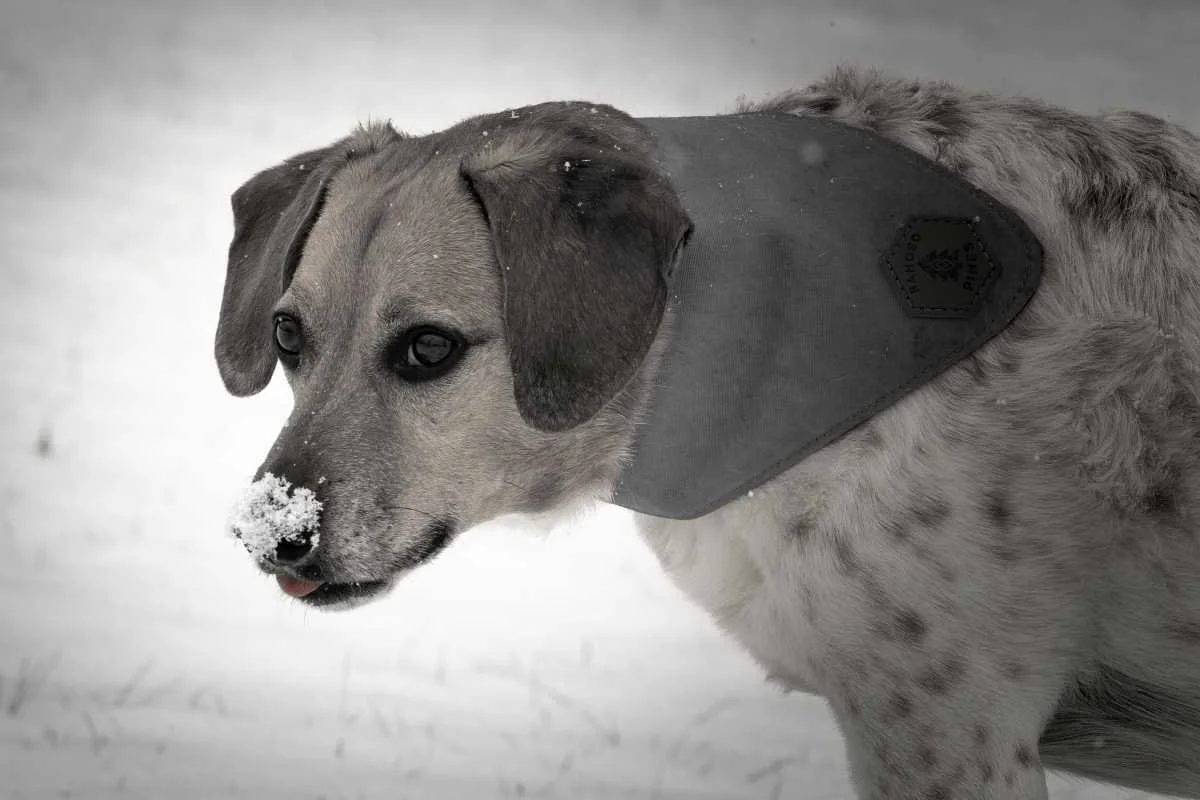 A dog with a snow-covered nose, wearing a dark protective vest, standing in a snowy background.
