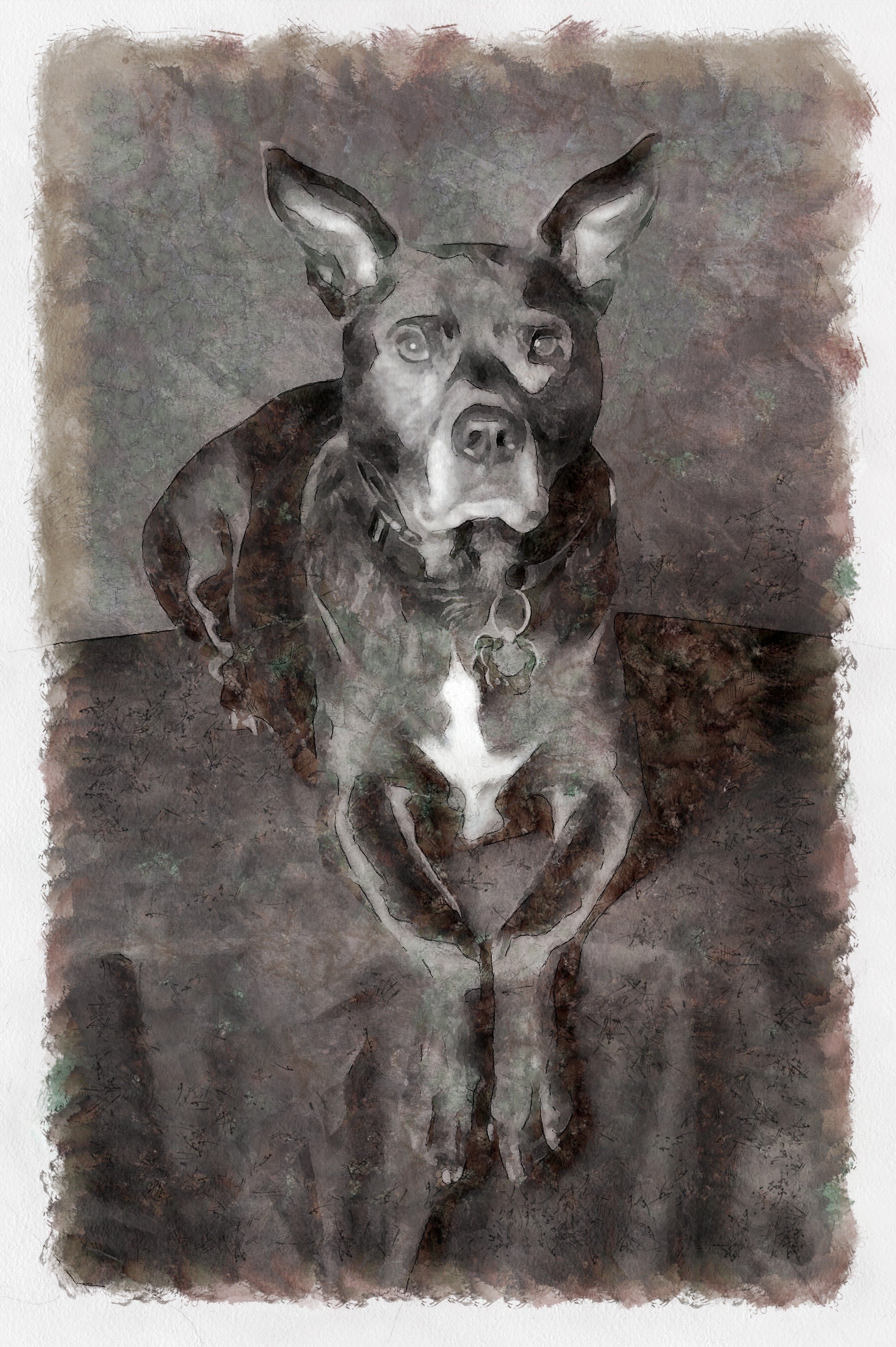 A watercolor-style painting of a dog, likely a Boston Terrier, wearing a jacket. The dog has large ears and a expressive face with a slightly open mouth, and is standing with its eyes looking forward.