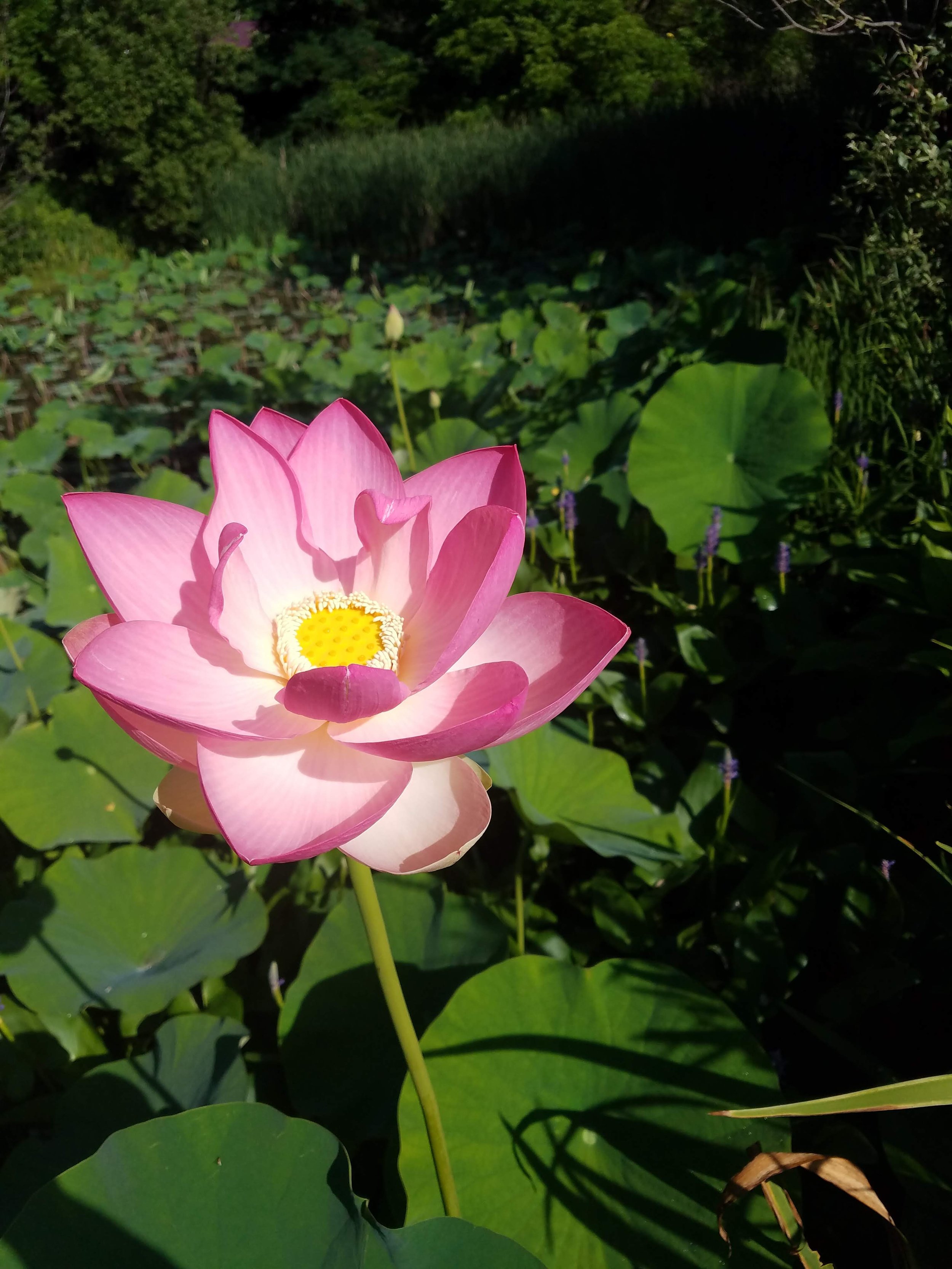 20180711_090330.jpg