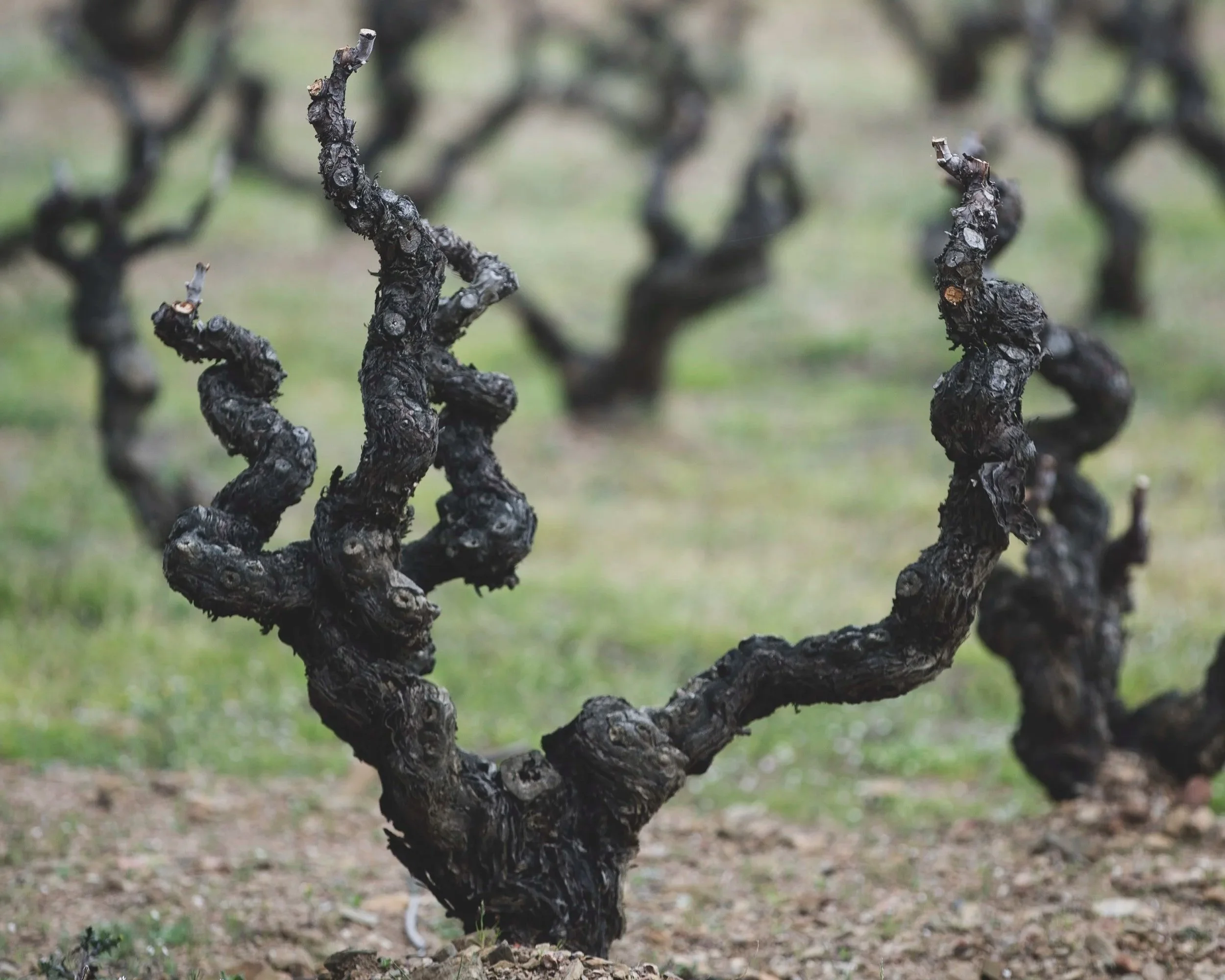 Close-up of grapevine branches with dark, textured bark in a vineyard, slightly out of focus background.