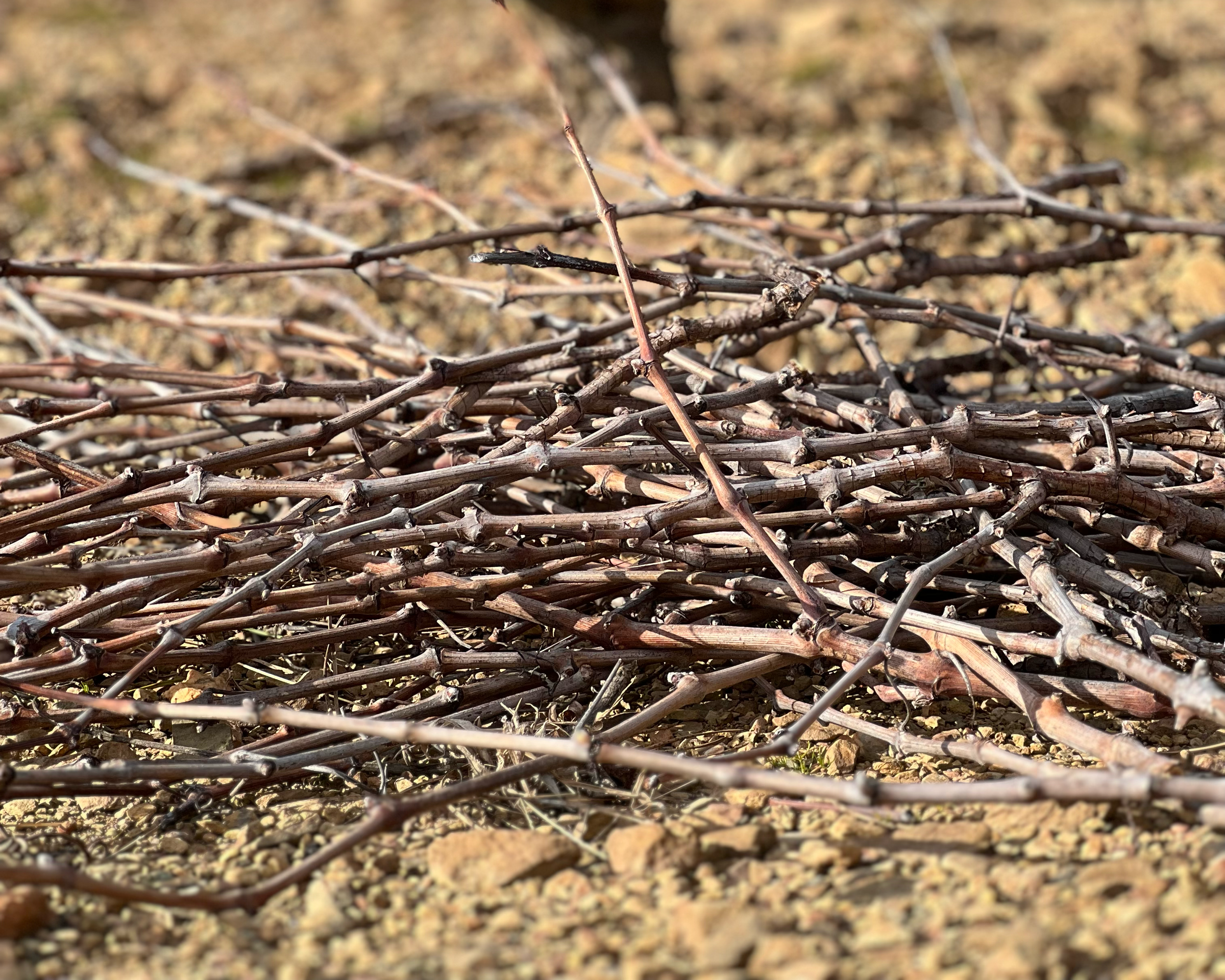 pruning the vines at RIM