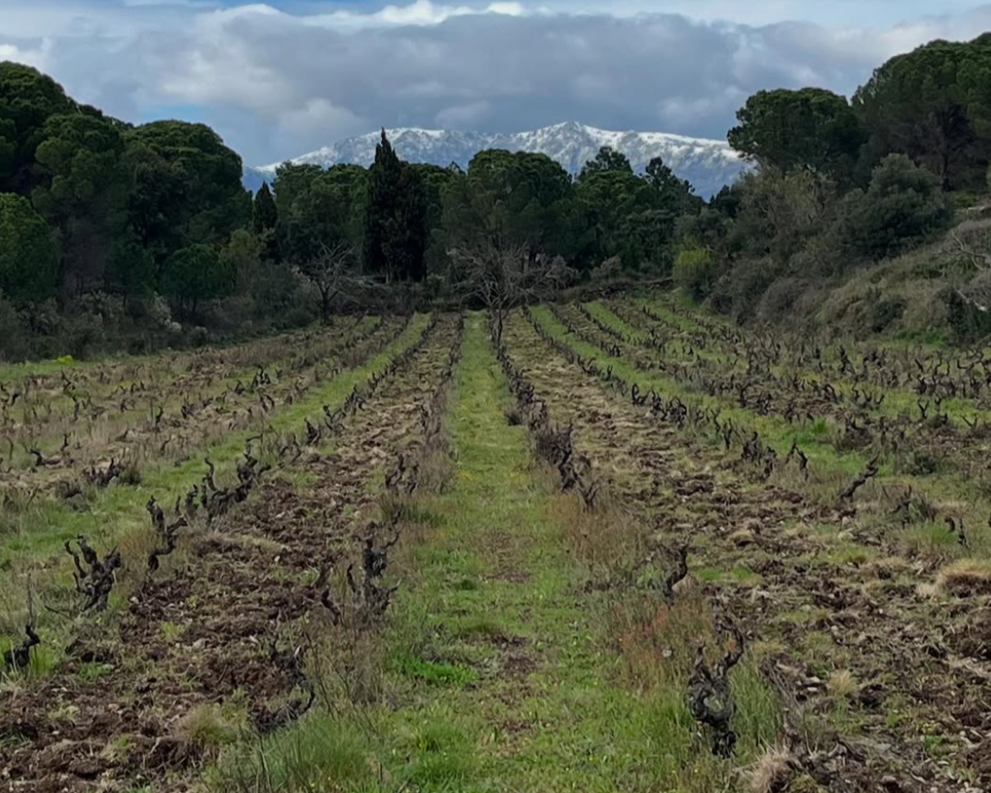 vineyard view at RIM