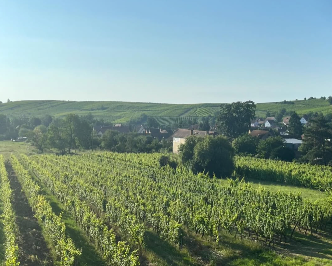 Early morning view of RIM vines