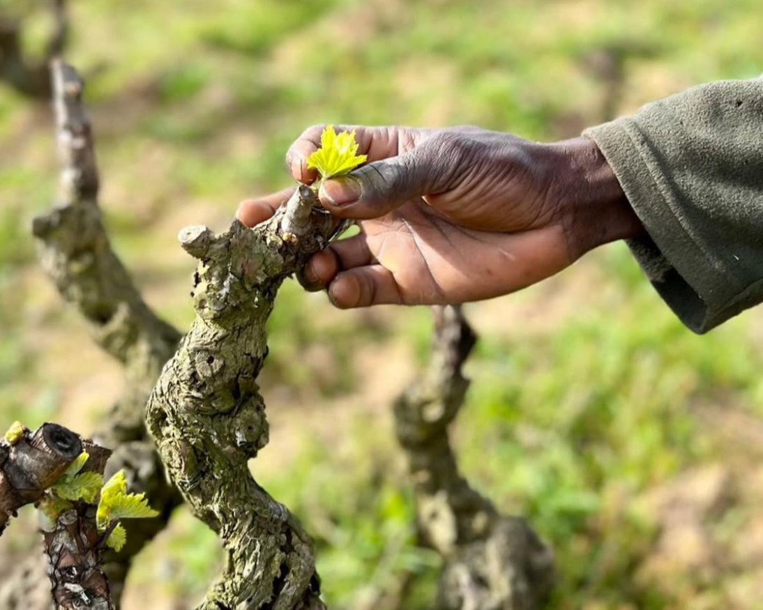 Fresh Grape Vine Shoots