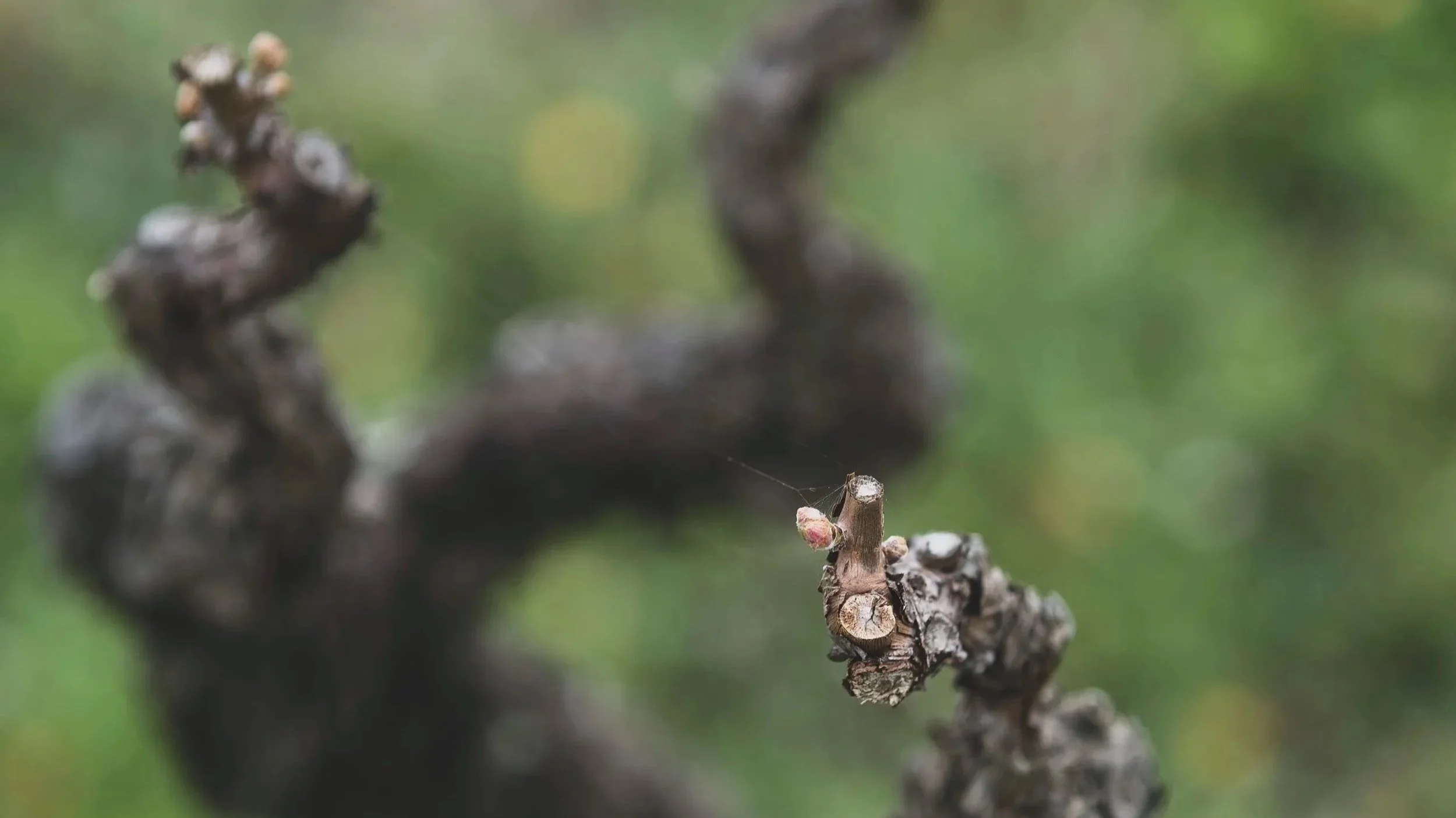 the first buds of spring at RIM
