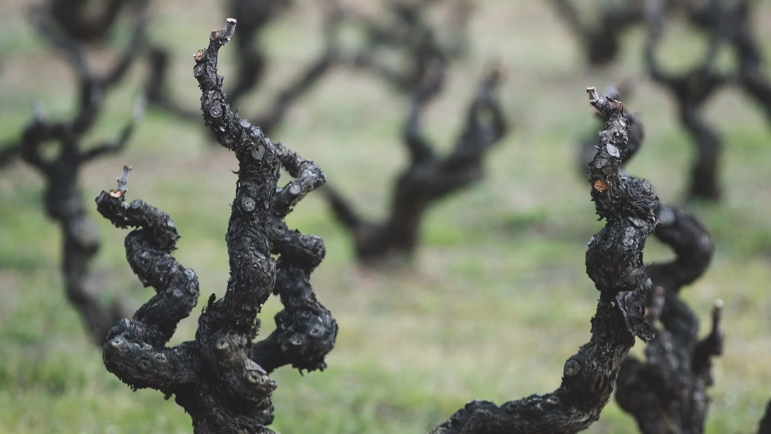 120 year old vines at RIM
