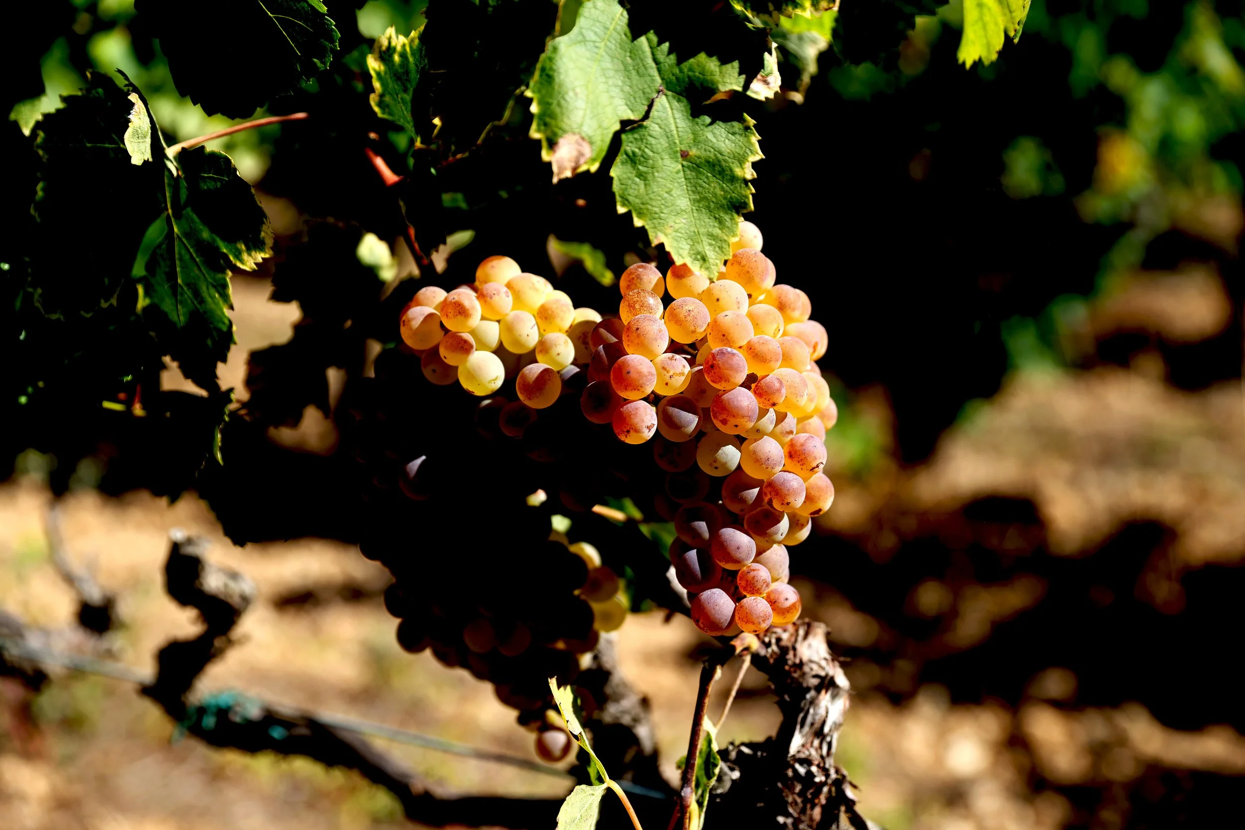 Close-up of a cluster of ripe, pink and yellow grapes hanging from a vine on a sunny day with green leaves around.