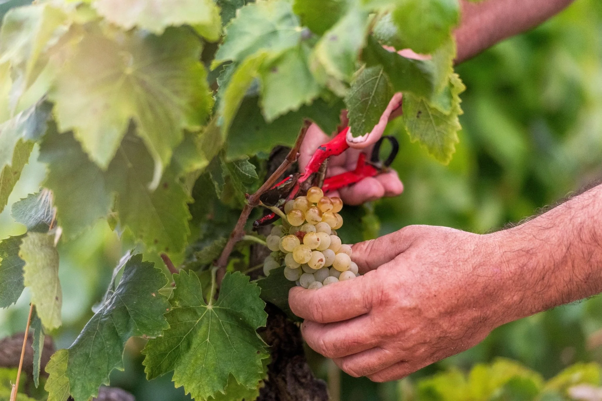 grape picking at cellar la salad