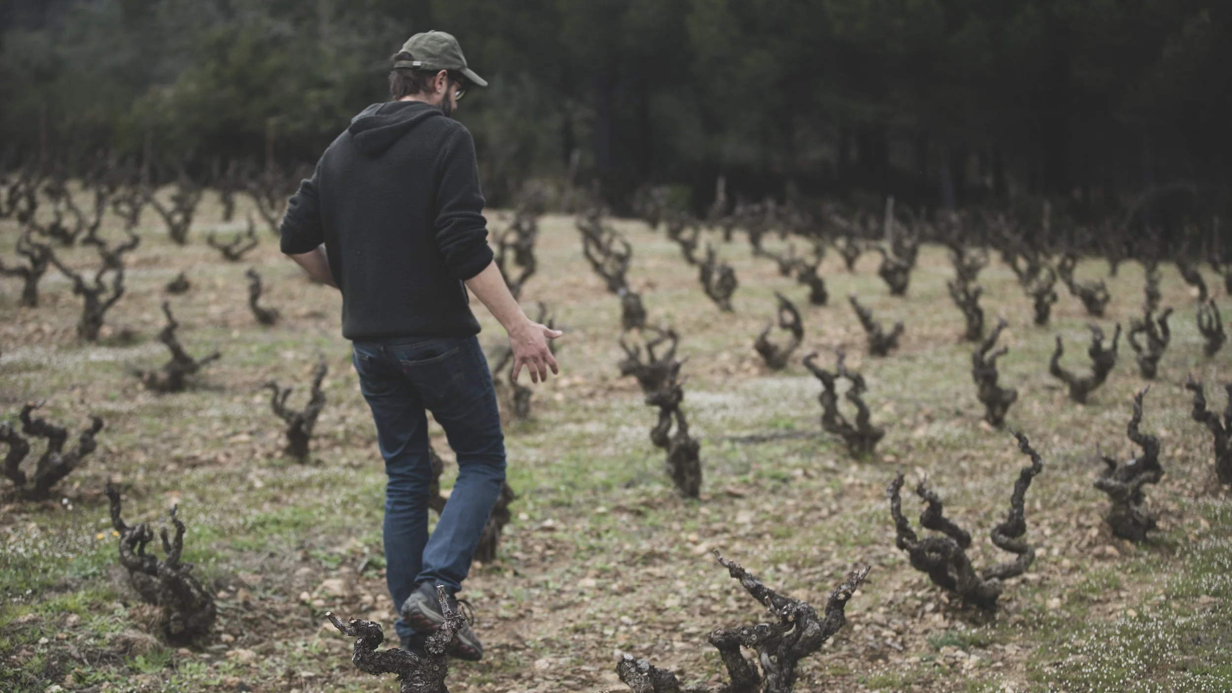 Jordi Esteve walking his ancient vines