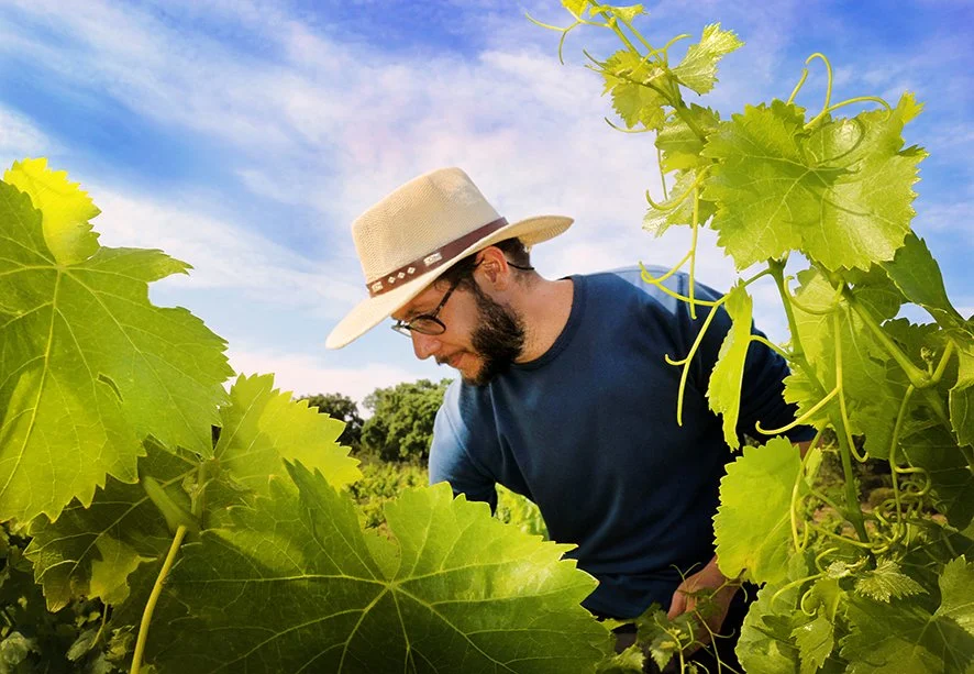 Jordi checking his vines