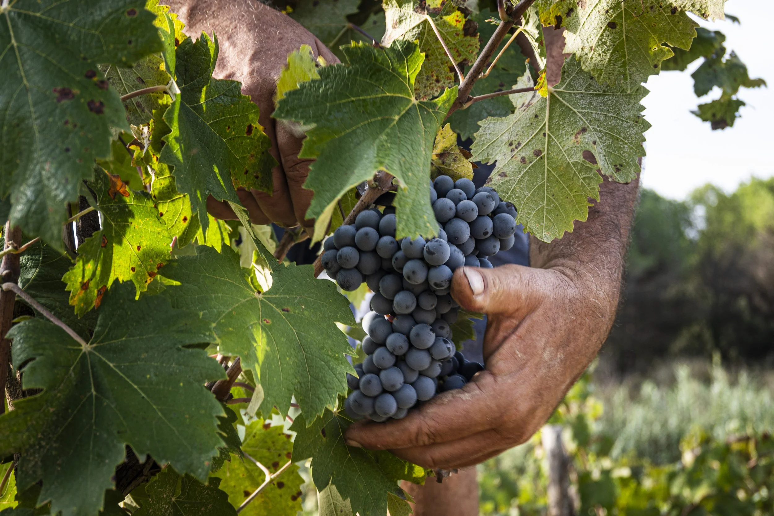 grapes are almost ready for picking