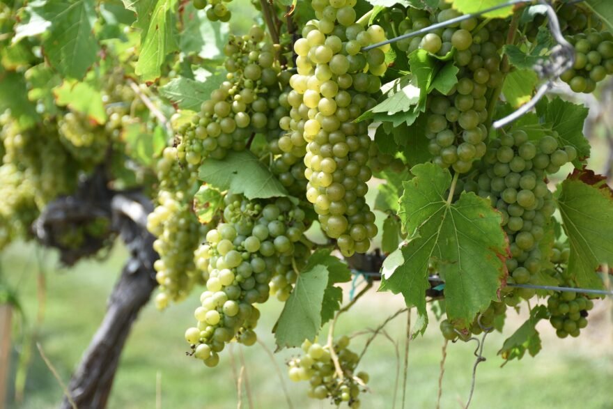 Close-up of green grape bunches hanging from a vine with green leaves in a vineyard.