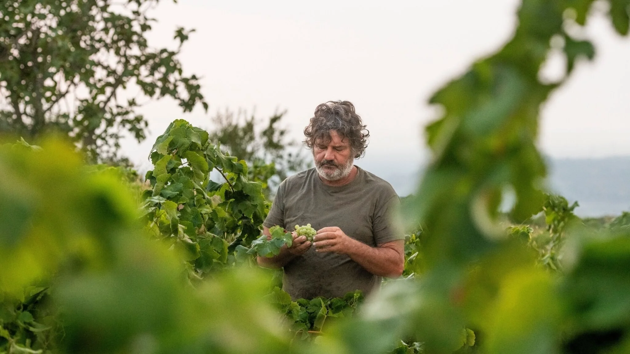 A man with curly hair and a beard inspects a bunch of green grapes in a vineyard, surrounded by lush green grapevine leaves.