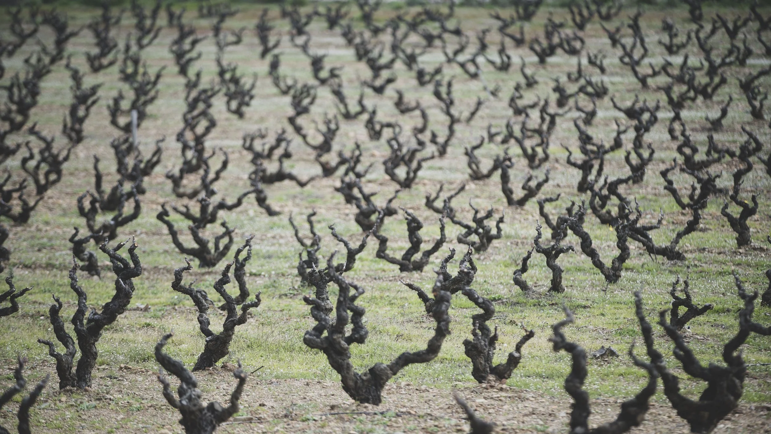 The ancient RIM vines