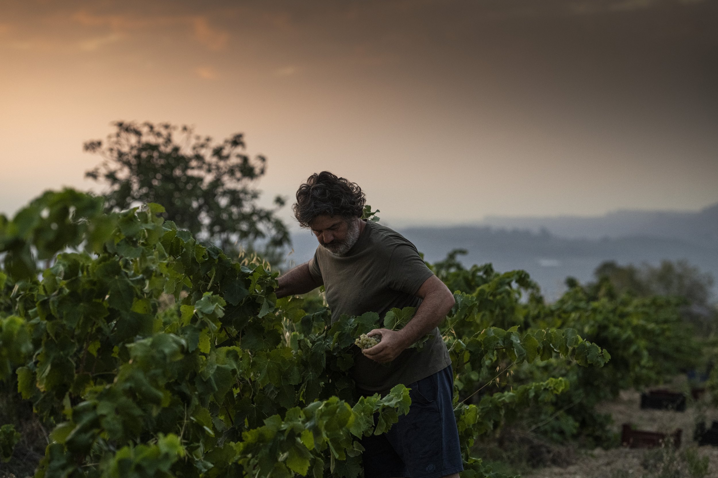 early dawn checking the vines