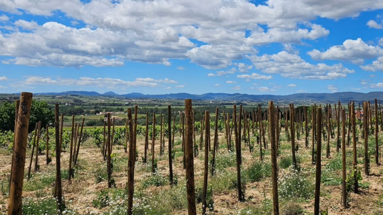 The hot spanish sun, heating up the RIM vineyard