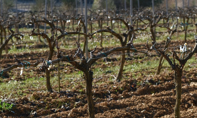 66575669fe5920ba85698020_Celler-La-Salada-2.png