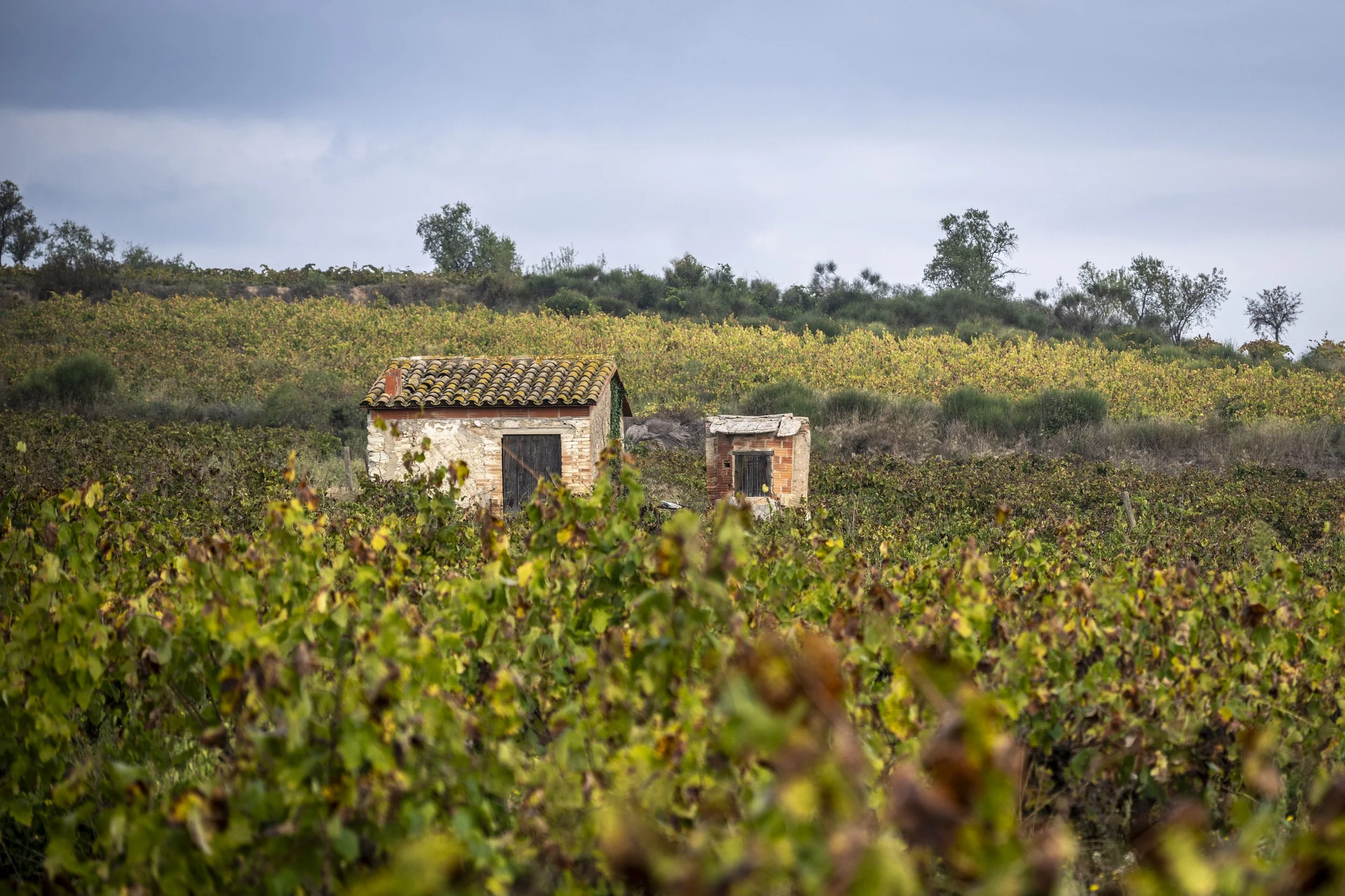 A rural landscape with farmhouses and green fields under a cloudy sky.