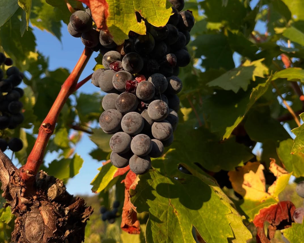 Ripe grapes at RIM vineyard