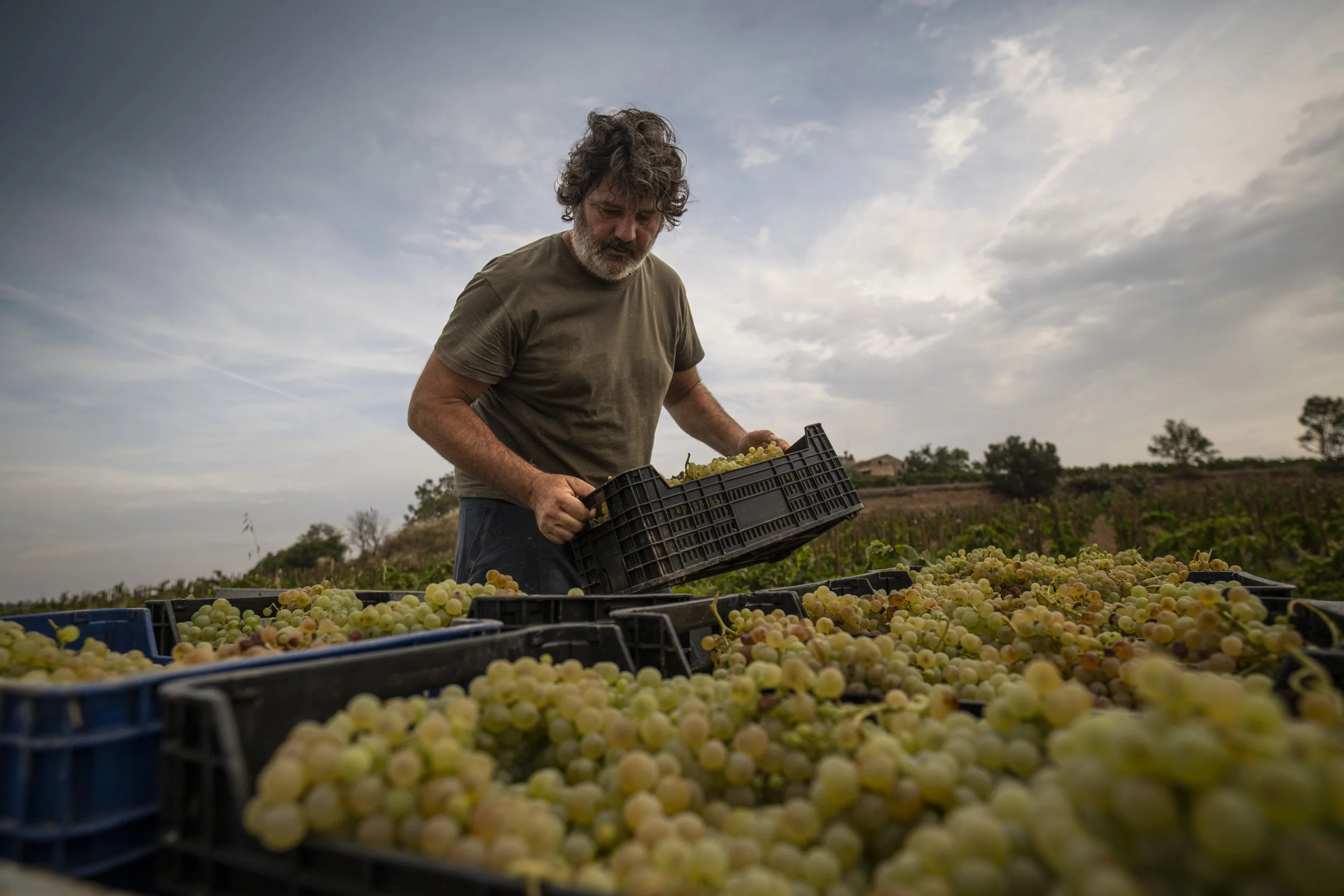 A man with gray curly hair and a beard, wearing a brown t-shirt, is harvesting grapes in a vineyard. He is holding a black crate filled with green grapes, and several pallets of grapes are visible in front of him. The sky is cloudy, and trees and a small building can be seen in the background.