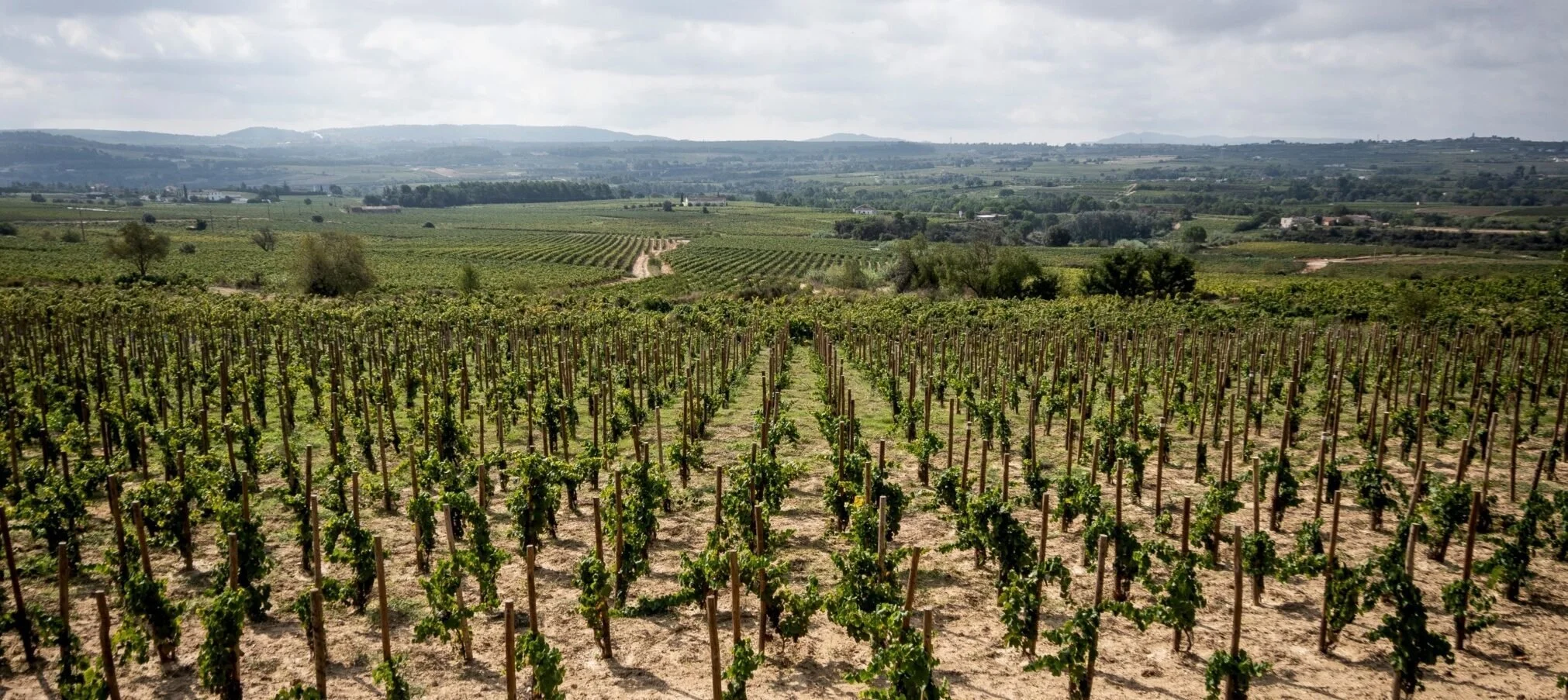 vineyard view at cellar la salad