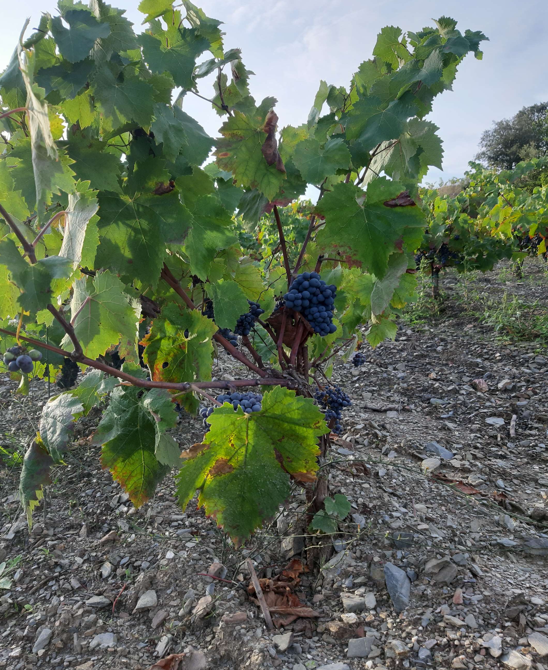 Celler La Salada Sumoll.png