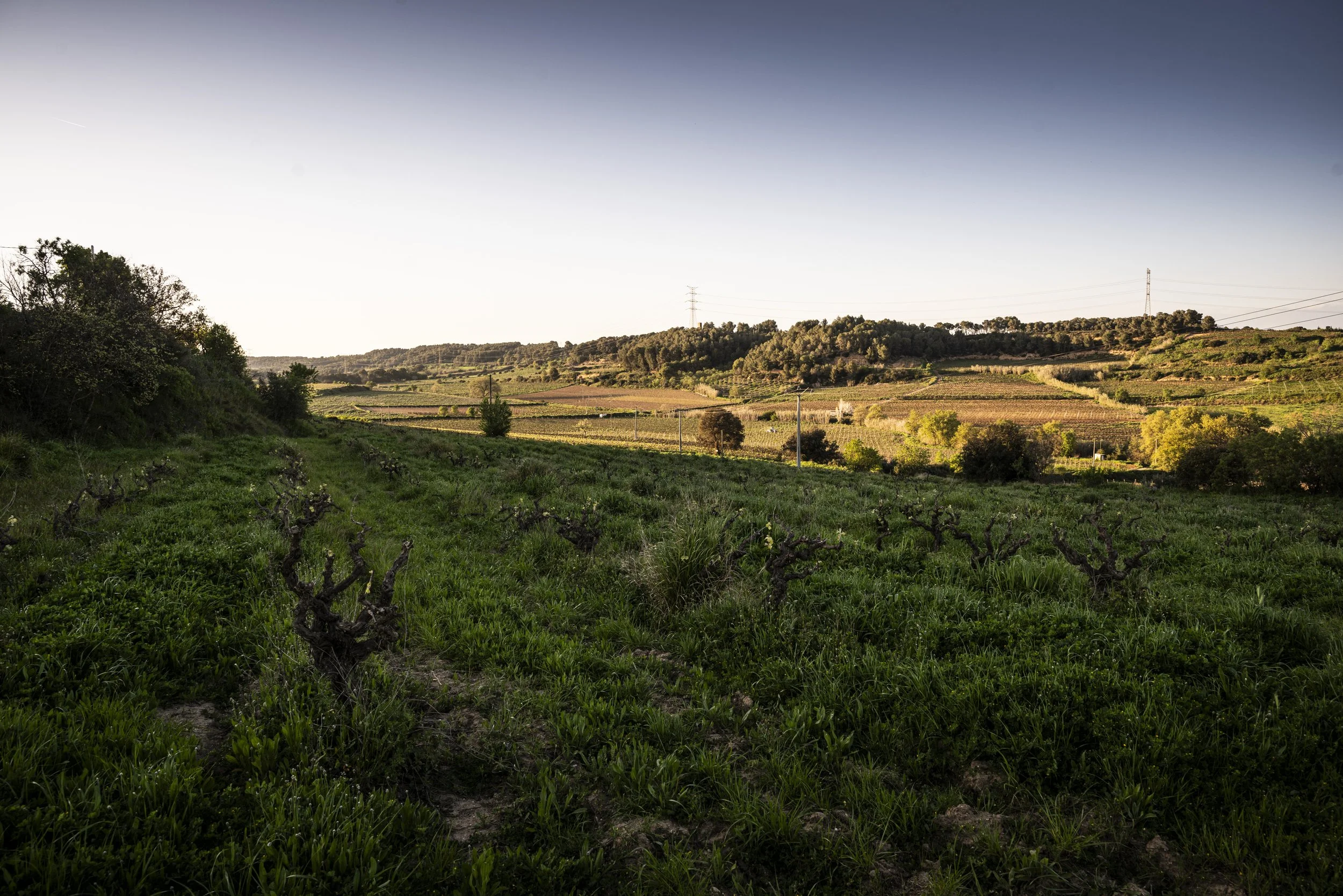Dawn view of the cellar la salad vineyard