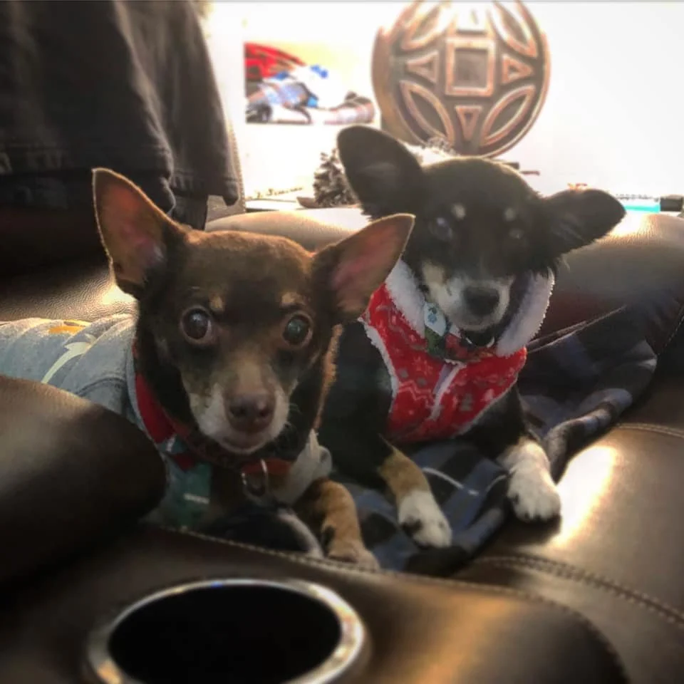 Two small dogs wearing clothes sitting on a recliner.