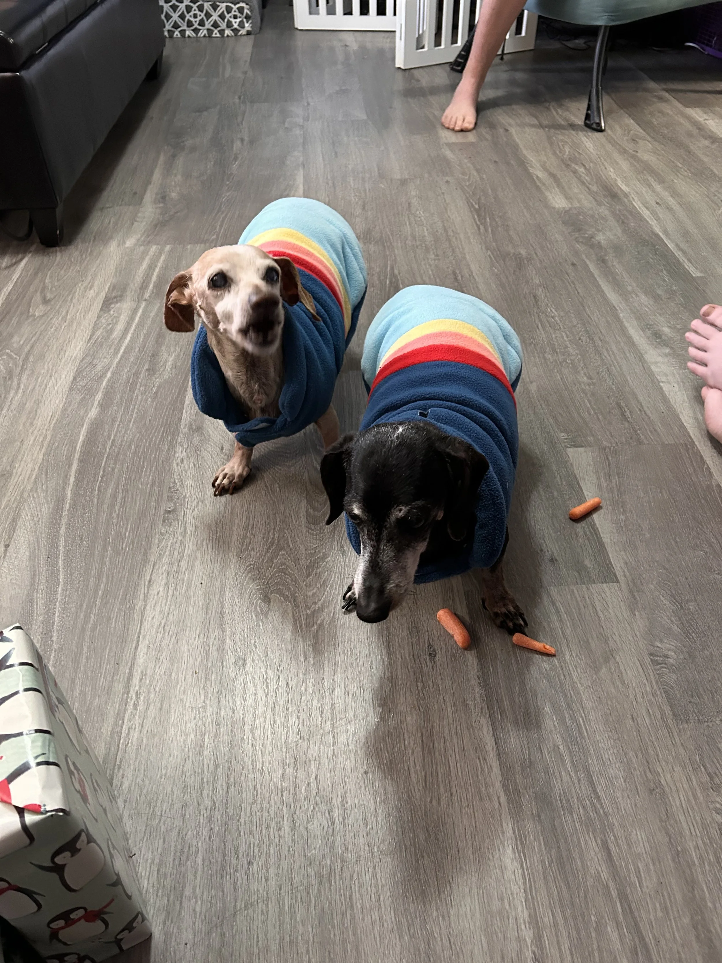 a red daschund and a black daschund in navy blue, red, orange, yellow and blue sweaters.