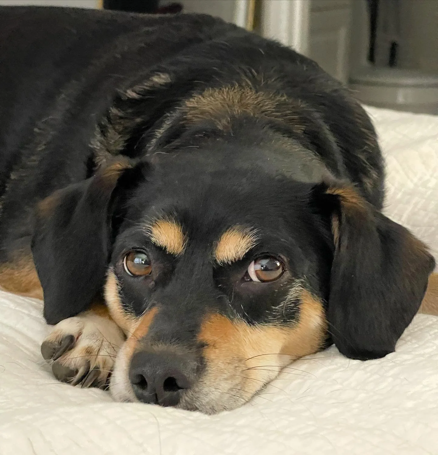 Close-up of a black and tan dog lying down on a white blanket, with its head resting on its paw, looking towards the camera.