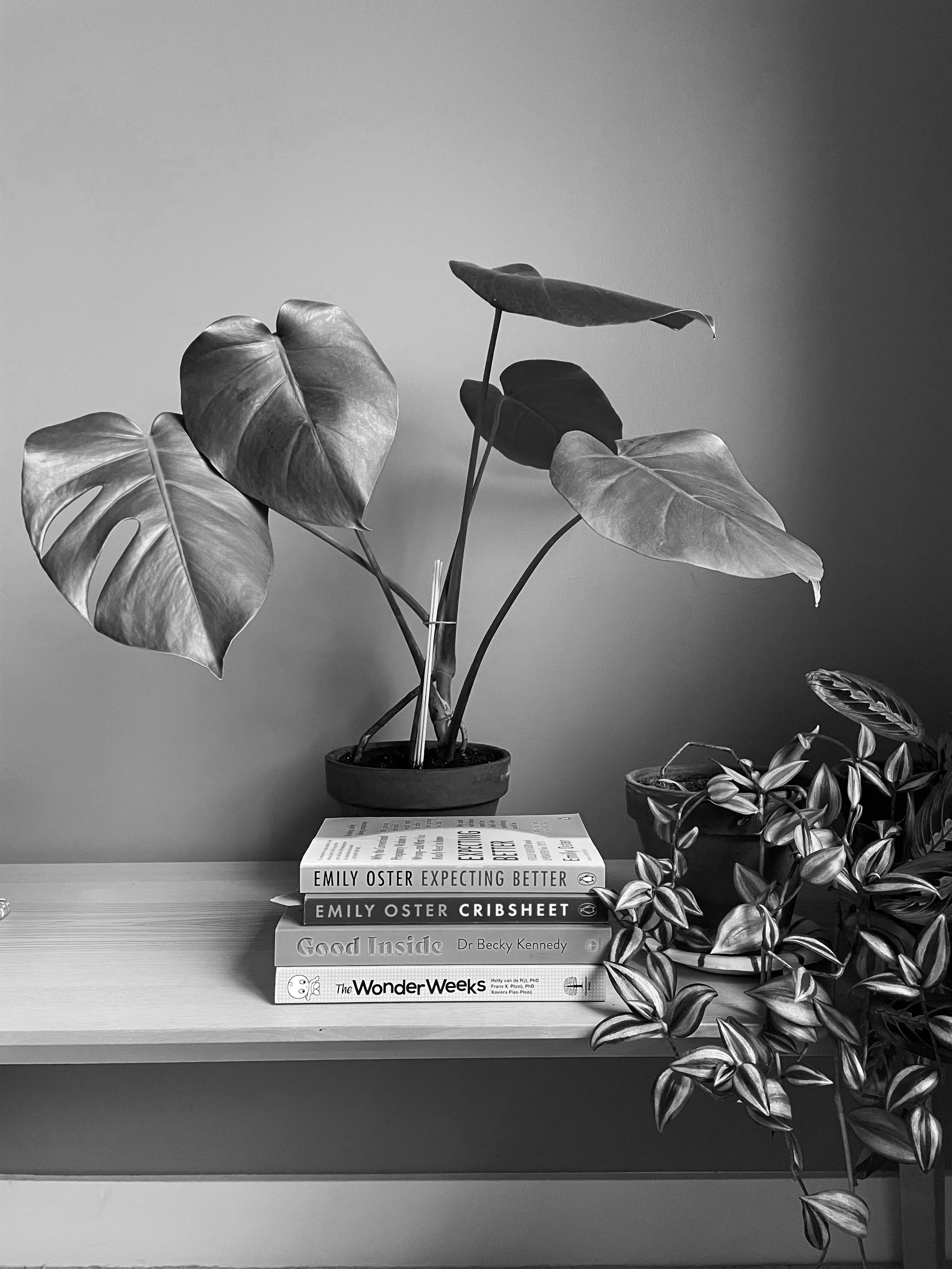 A black and white photo of a wooden surface with four pregnancy education books stacked on it, potted plants behind and to the right, against a plain wall background.