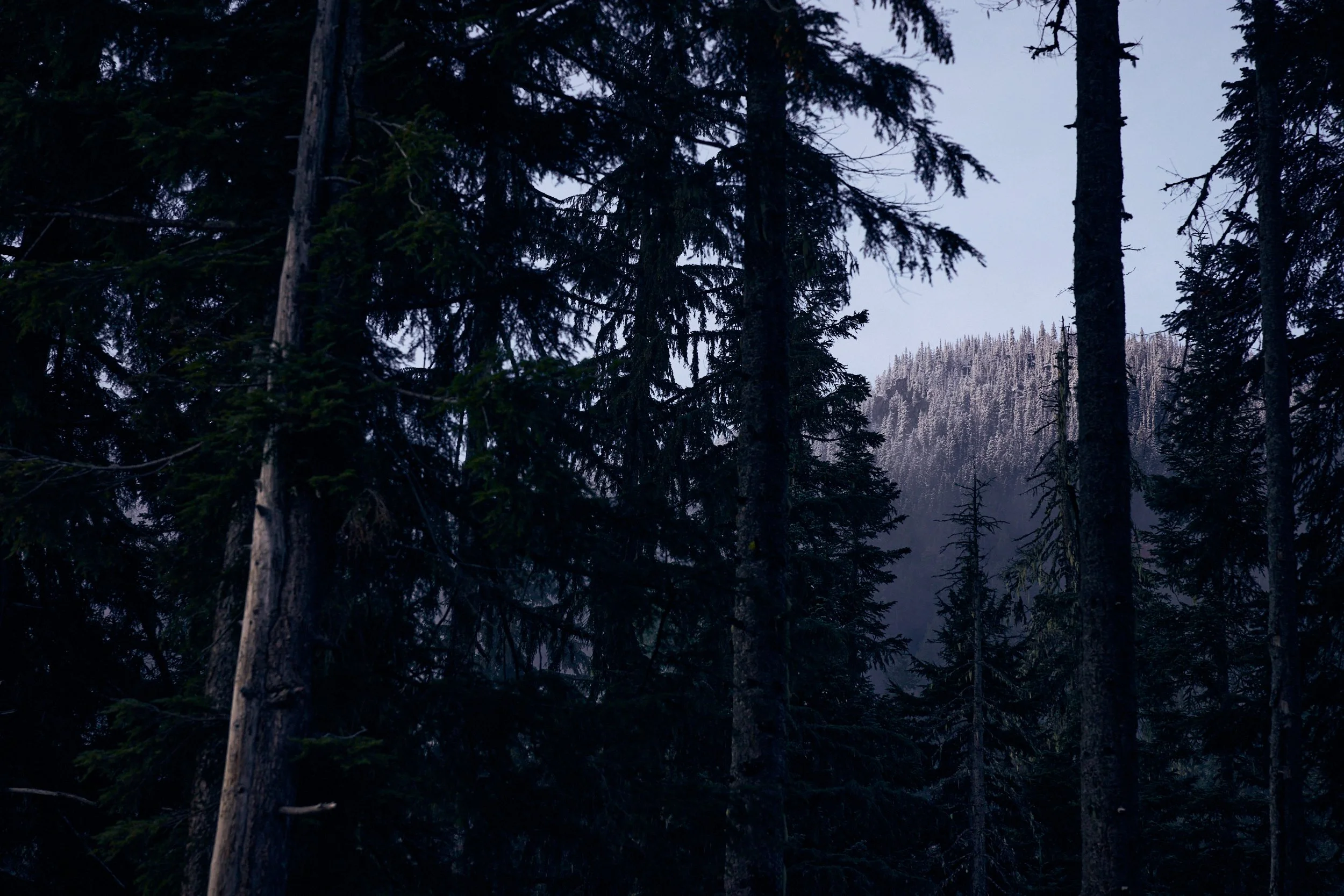 Dense forest of tall pine trees with a mountain in the background, partly covered in snow.
