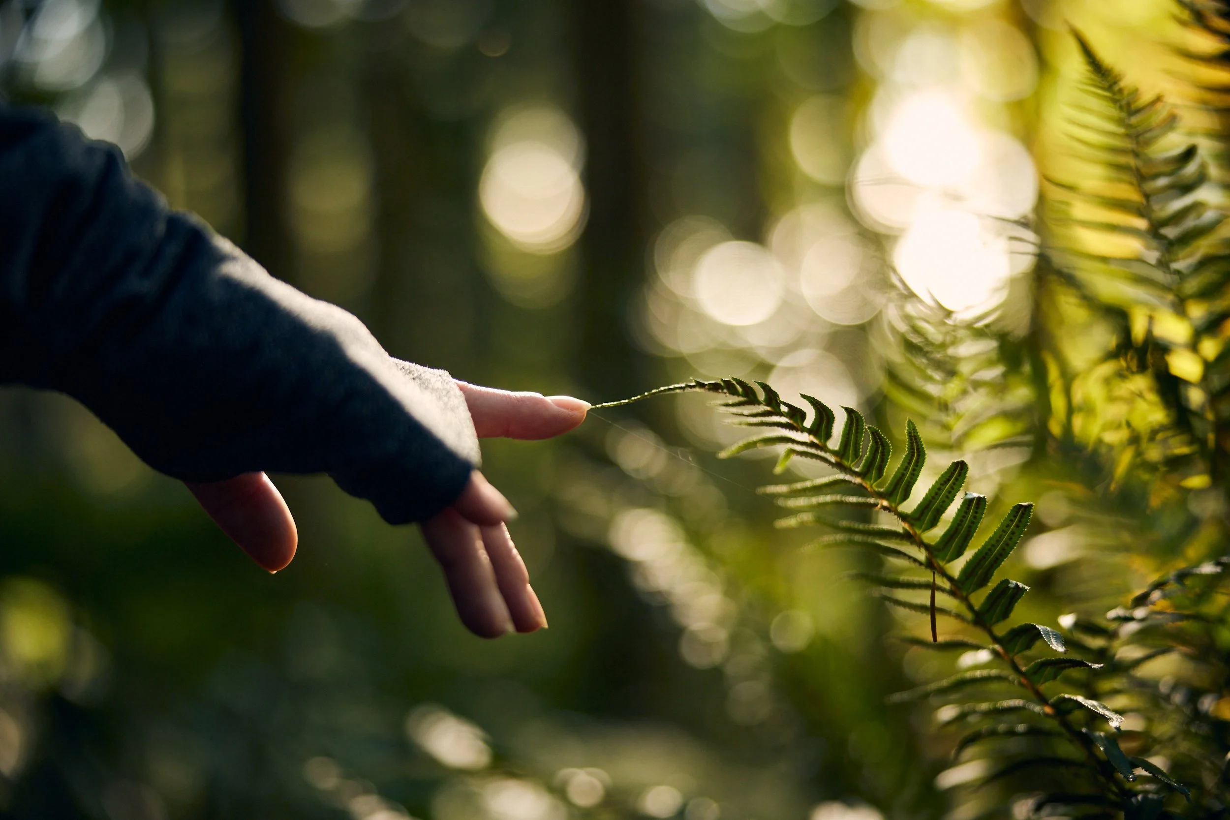 A person's hand gently touches a fern leaf in a sunlit forest with a blurred background of trees and light bokeh.