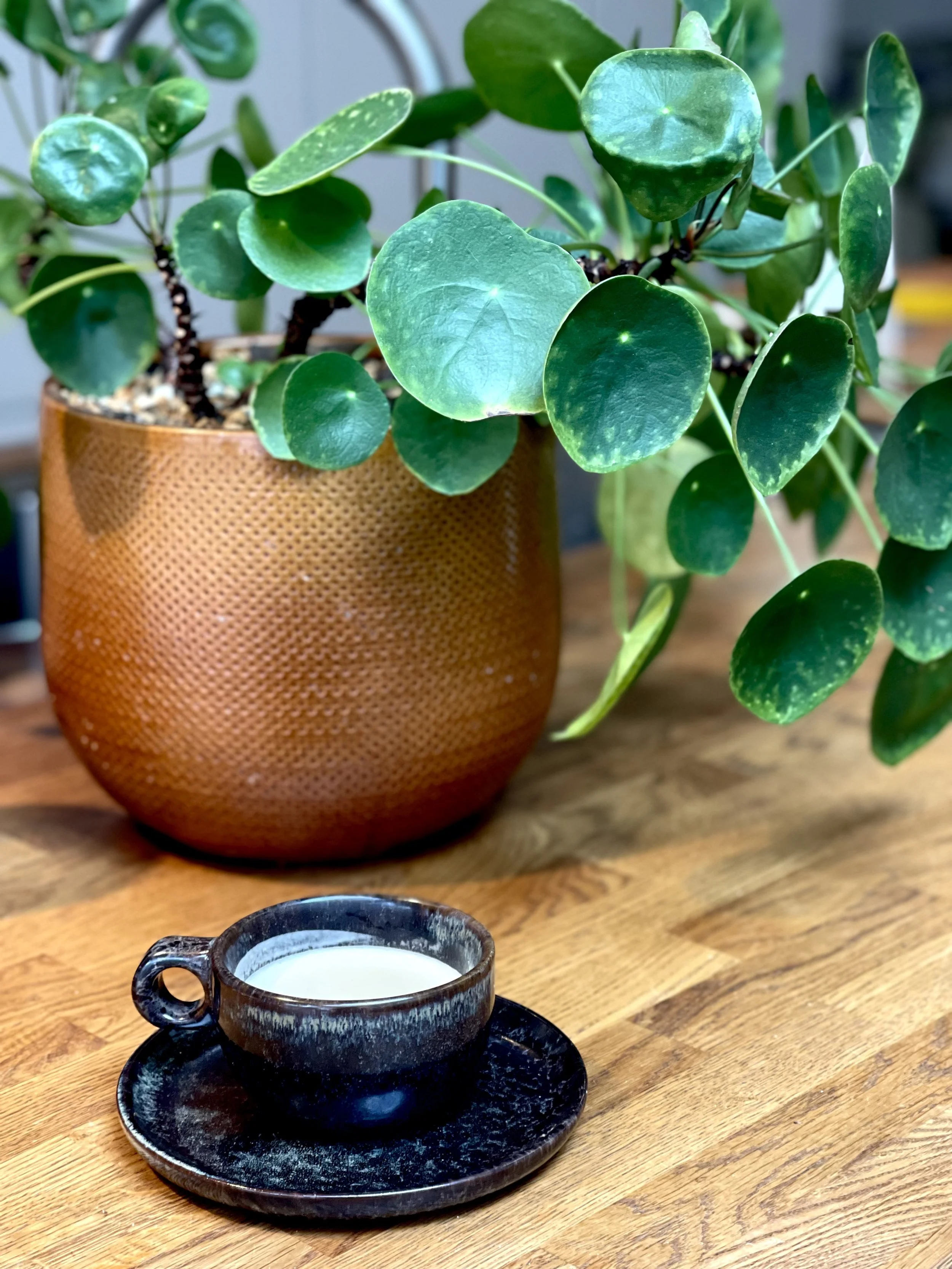 Een kopje met een melkschijk op een bord op een houten tafel, met een grote groene plant in een terracotta pot op de achtergrond.