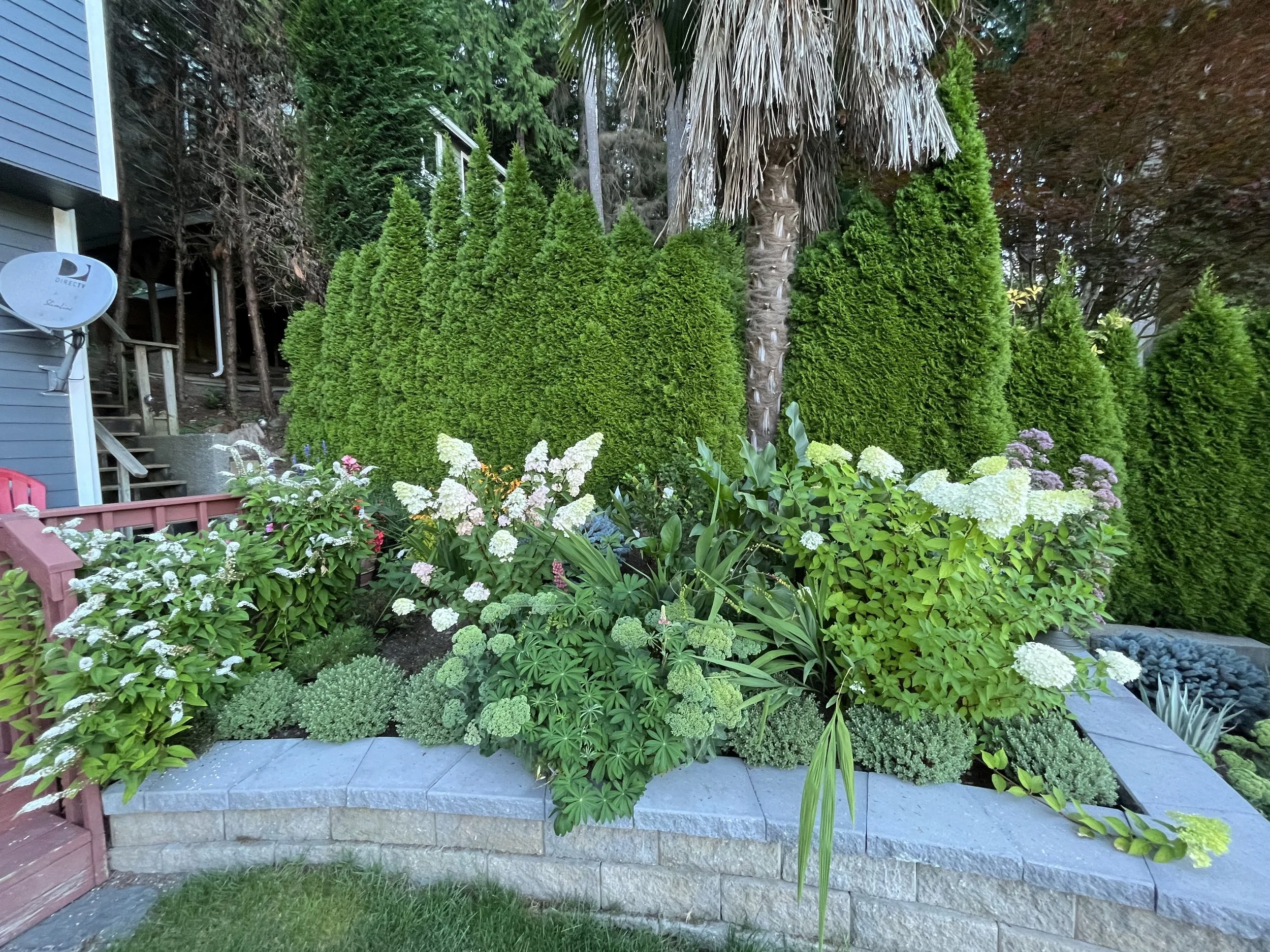 A garden bed with various green plants and whiteflowers, a curved stone retaining wall, and a sidewalk area in the foreground. Tall evergreen trees and a palm tree are in the background, along with part of a house with blue siding and a satellite dish.