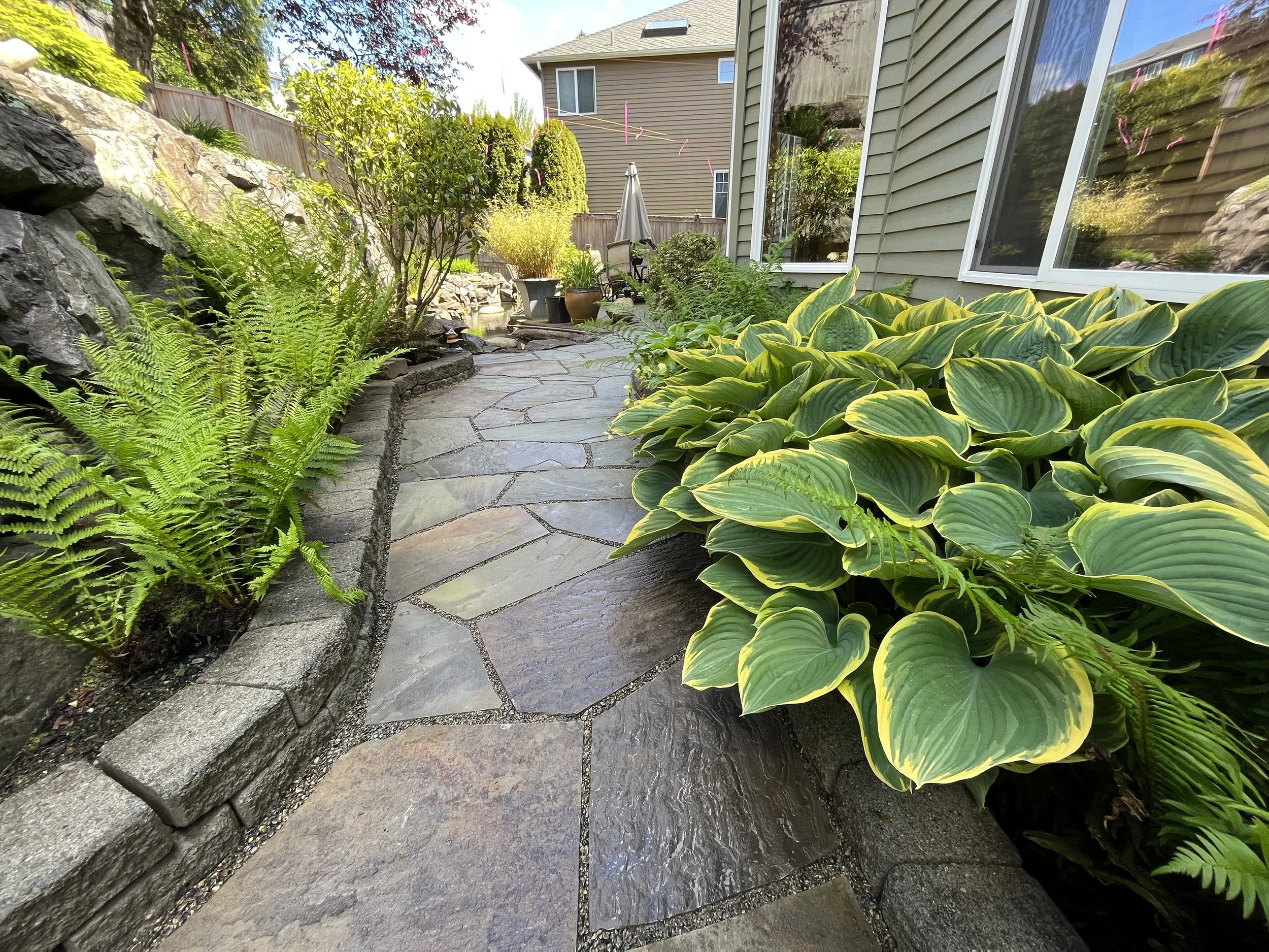 A beautiful flagstone garden path surrounded by large green hostas and vibrant landscaping in a residential yard.