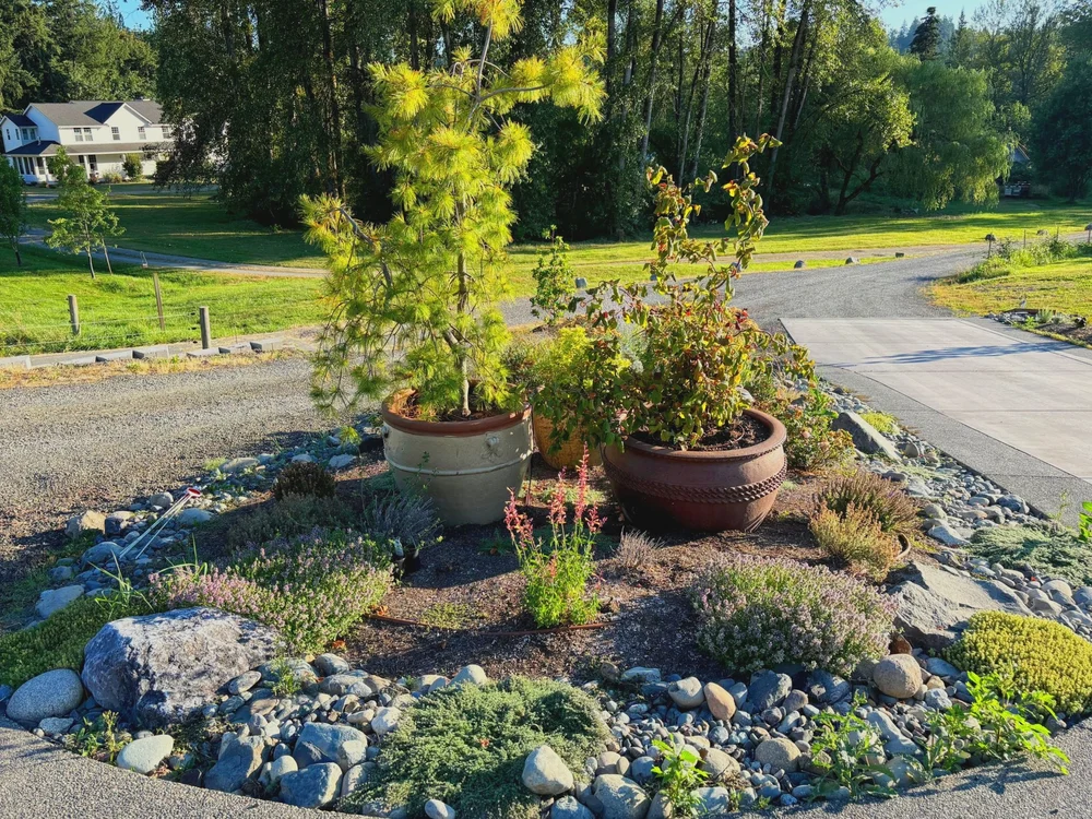 Planting & Irrigation by Pacific Pine Landscape