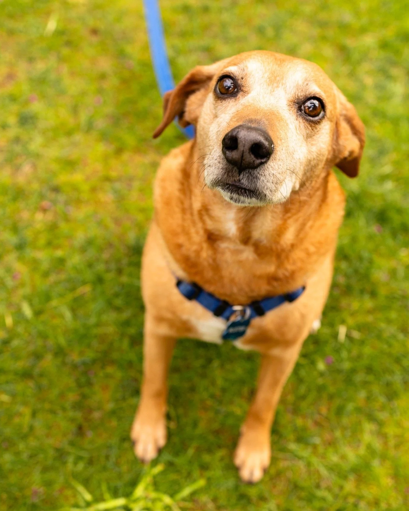 Buster was such a good boy during our session (even though he was a bit stubborn in the beginning). With some treats and pets he eventually warmed up to the camera!
.
.
.
#njcouplesphotographer #njengagementphotographer #centraljerseyengagementphotog