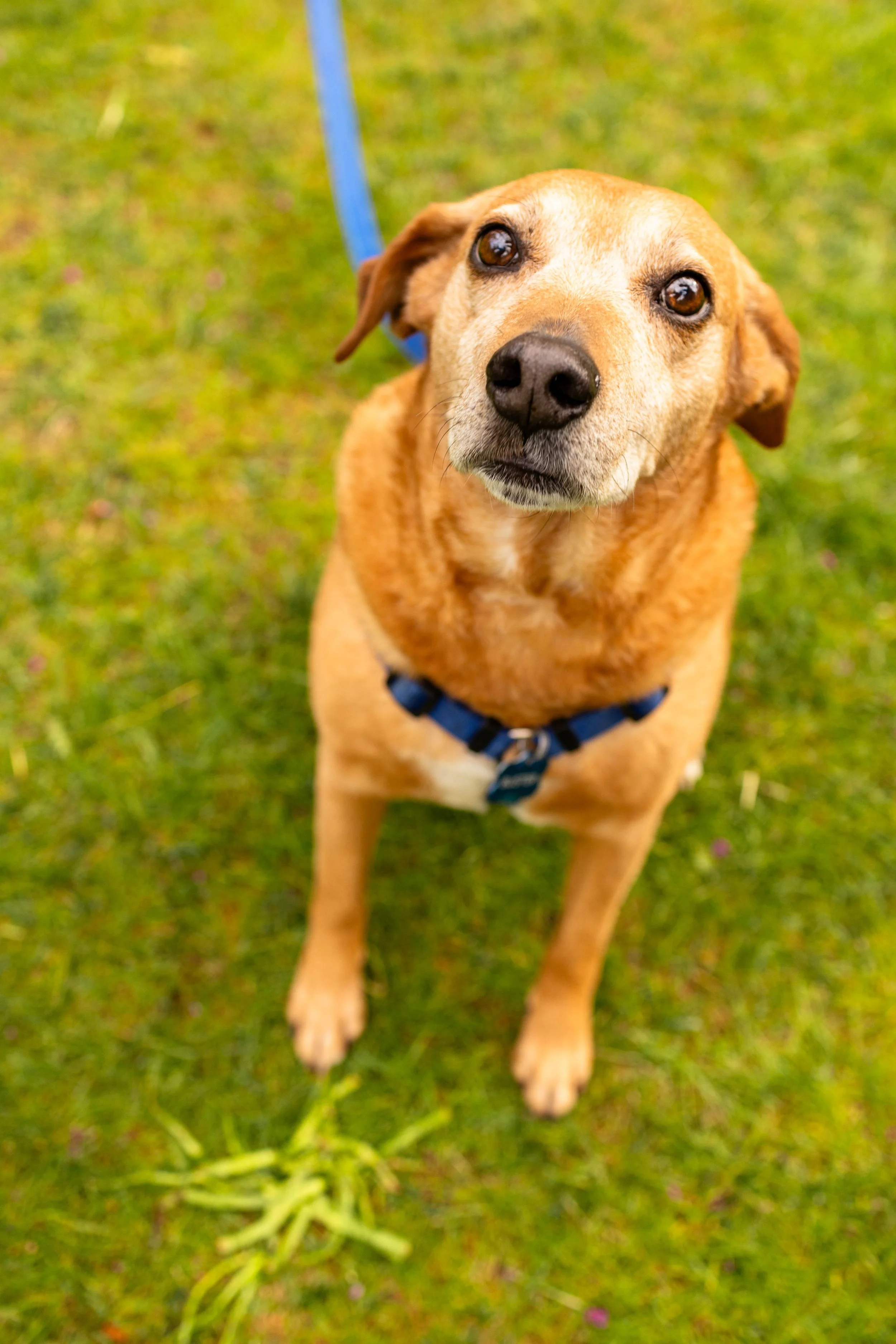 A portrait of a couple's dog - couple's engagement portrait taken by Jennifer Fulton Photography in New Jersey