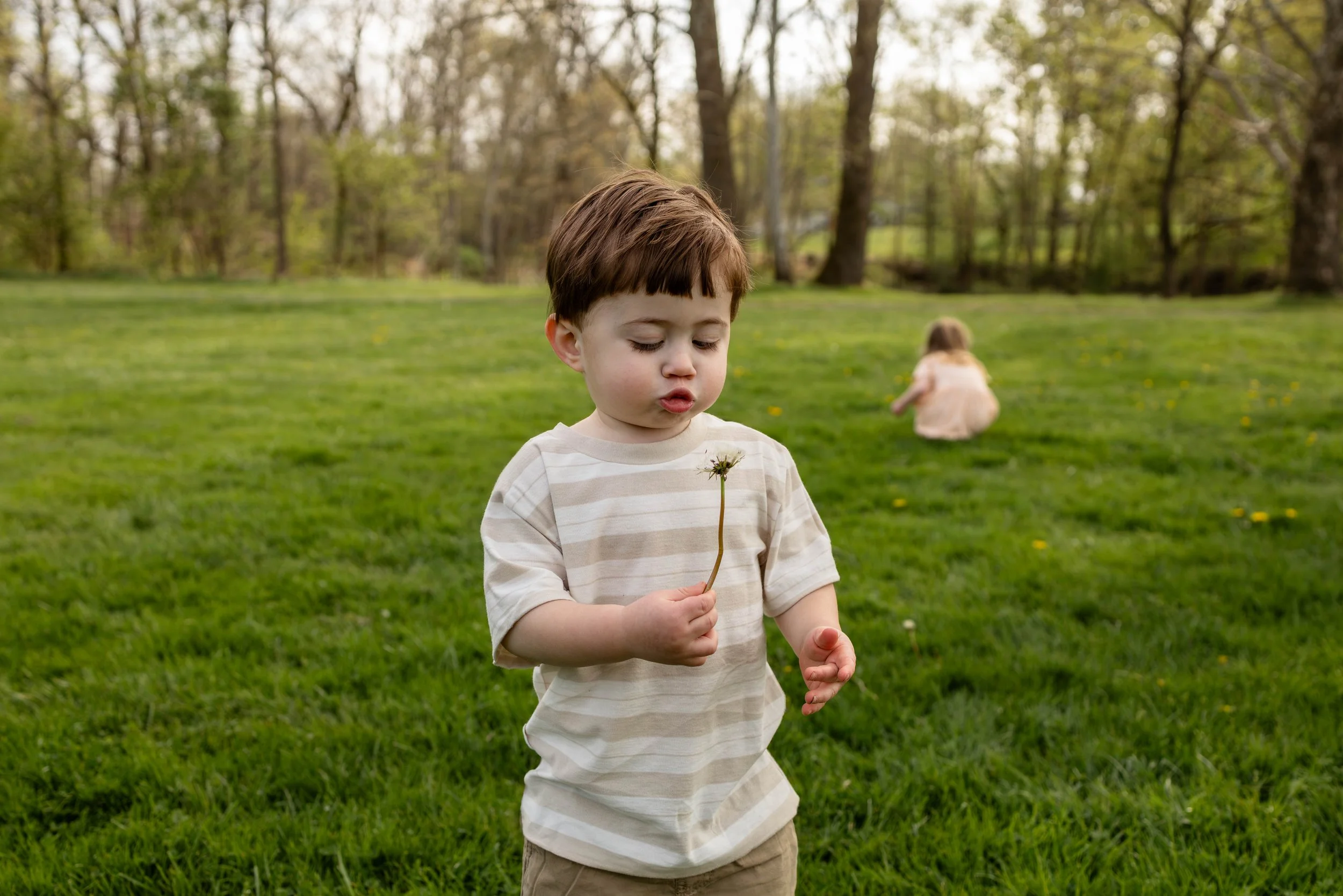 A young boy blows on a dandelion in a field - maternity portrait taken by Jennifer Fulton Photography in Hunterdon County, NJ