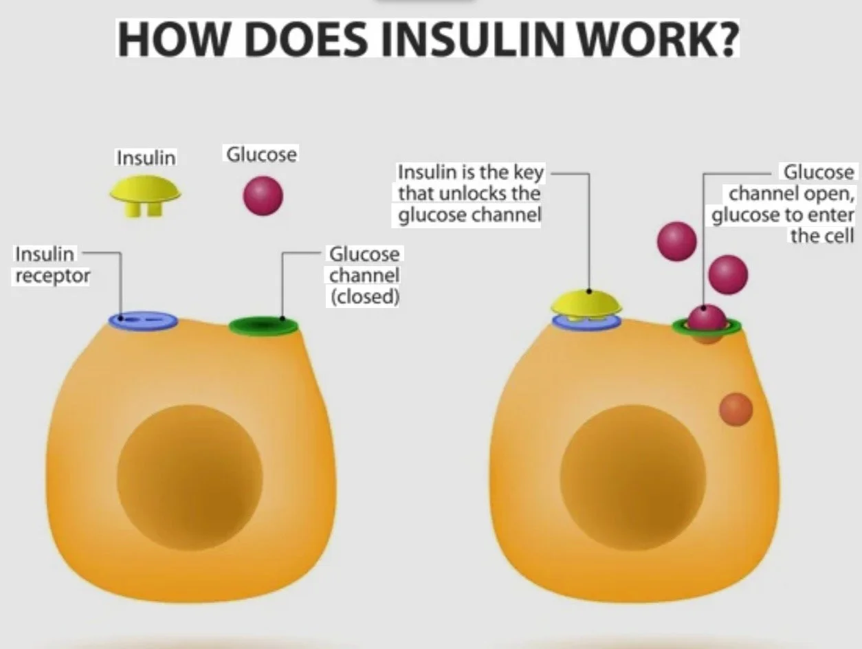 Insulin