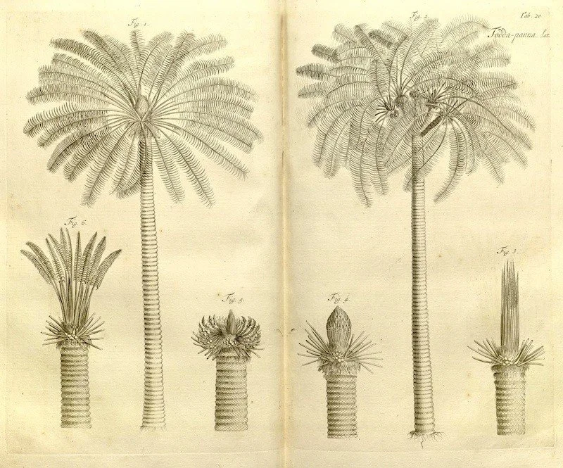 downloaded_image (2).jpeg