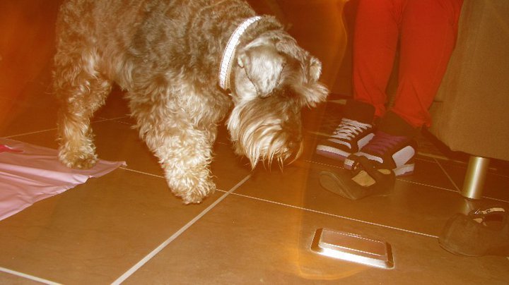Holly dog.jpg