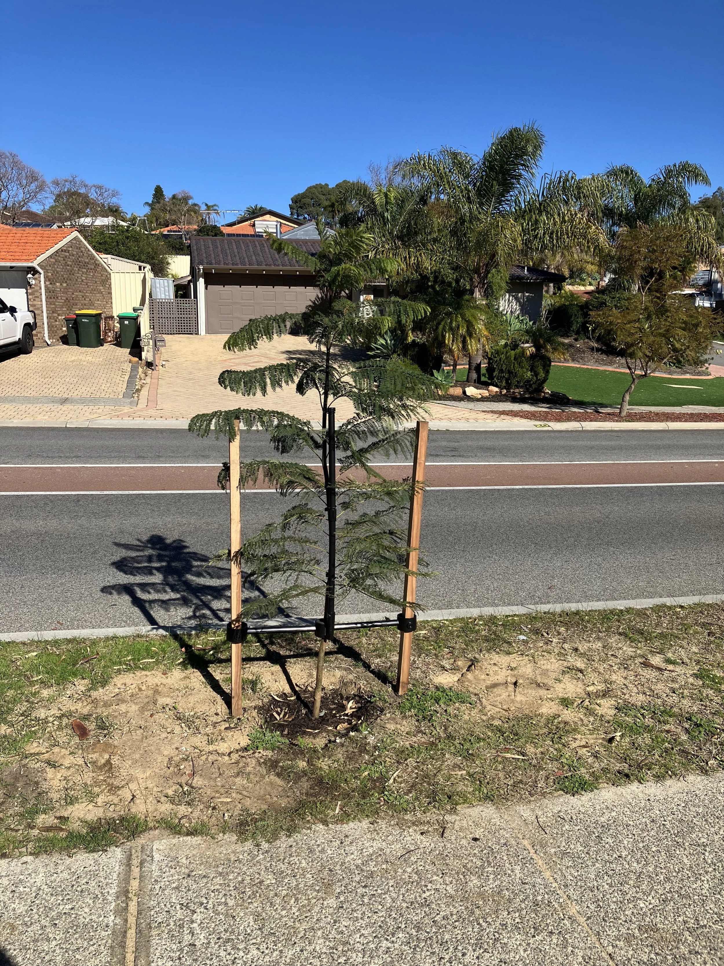 Tree Trappers.jpeg