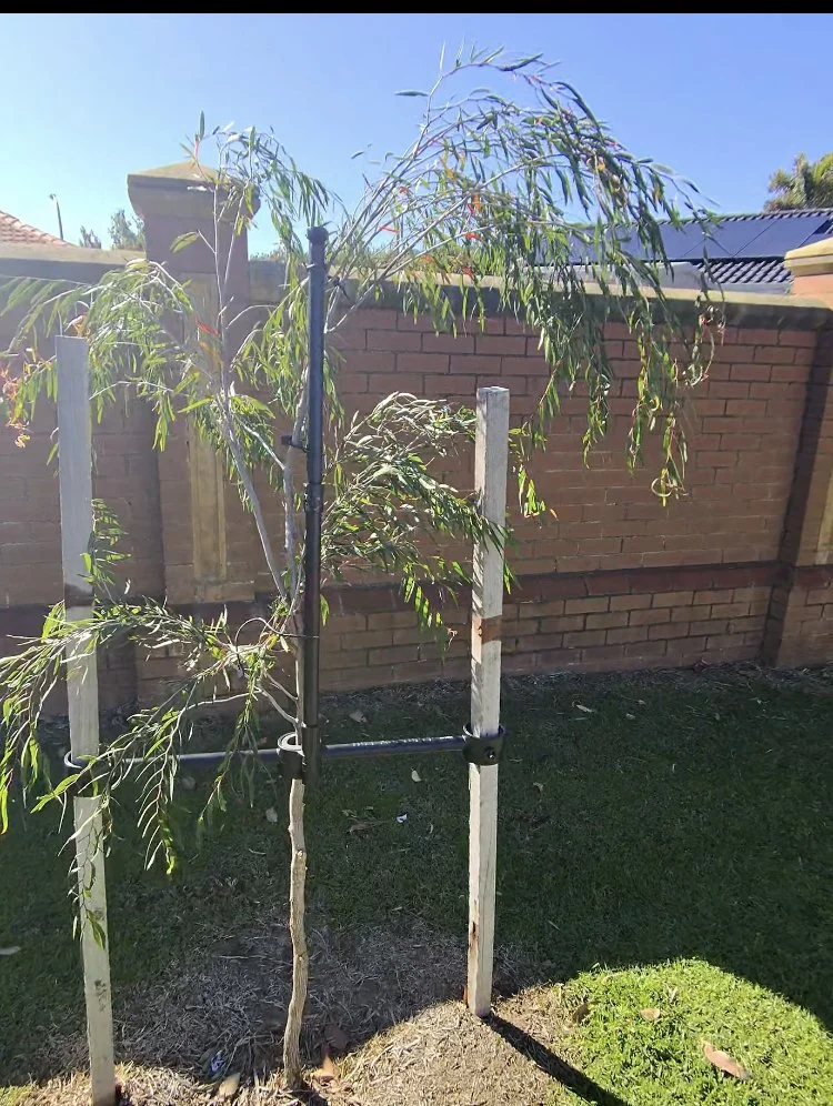 Tree With Support.jpg