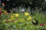 Visit &amp; Curated Tour to Wave Hill Garden &amp; Cultural Center and Picnic - HCUND Coordinators: Maya Brajdic and Dorothy Kellogg